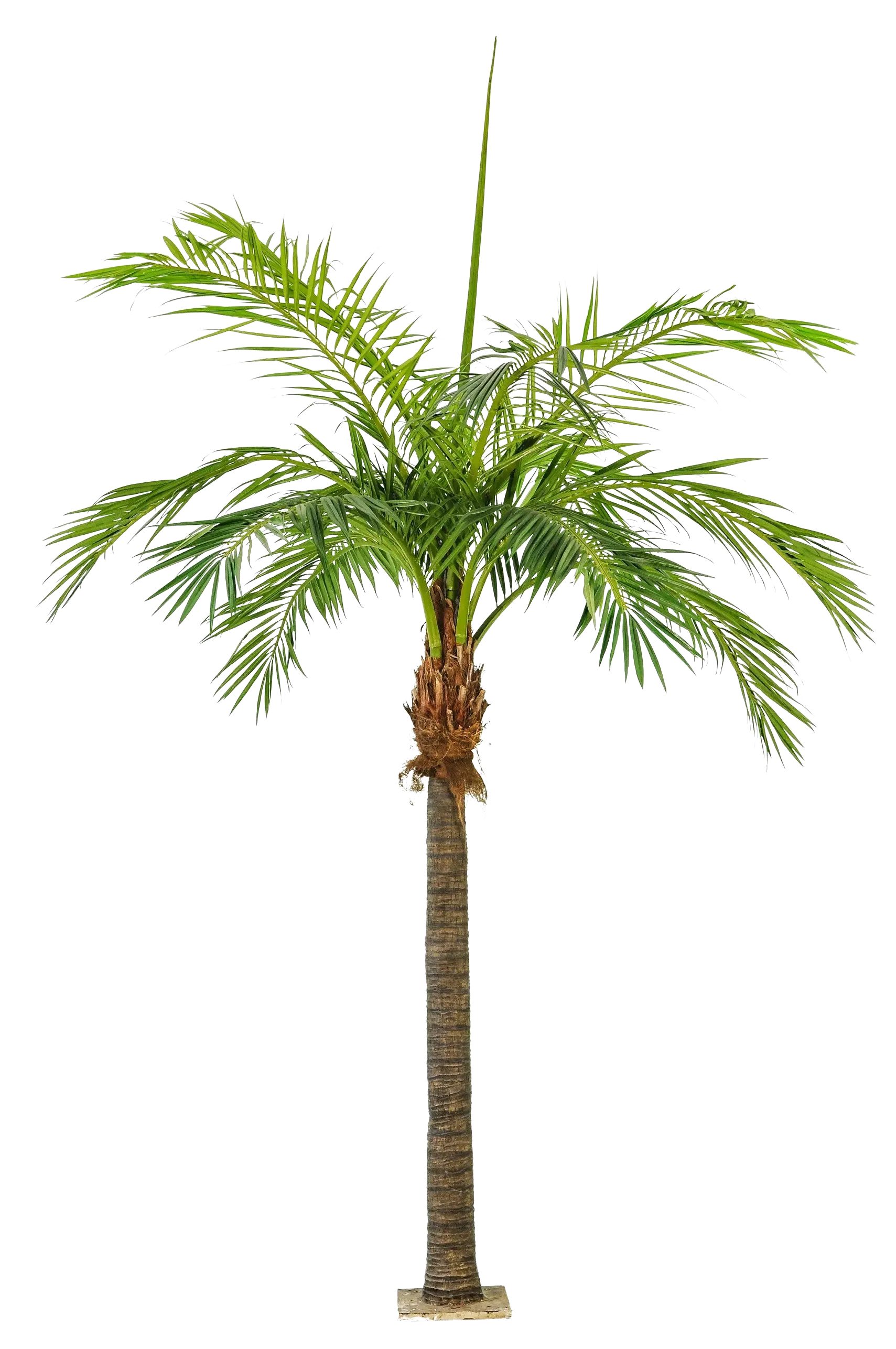 Kunstbaum Künstliche Phoenixpalme - Saskia, 480 cm, aplanta
