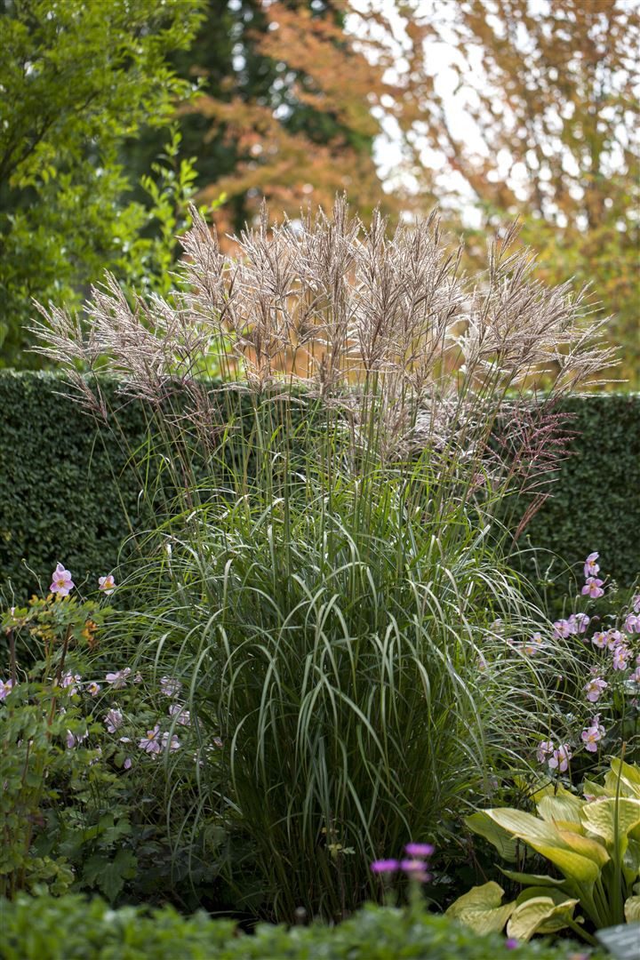 Pflanzen für Dich Травы Miscanthus sinensis China, 1 St., Chinaschilf, Chinaschilfgras, Silberfedergras, aufrecht, silbrig-grün
