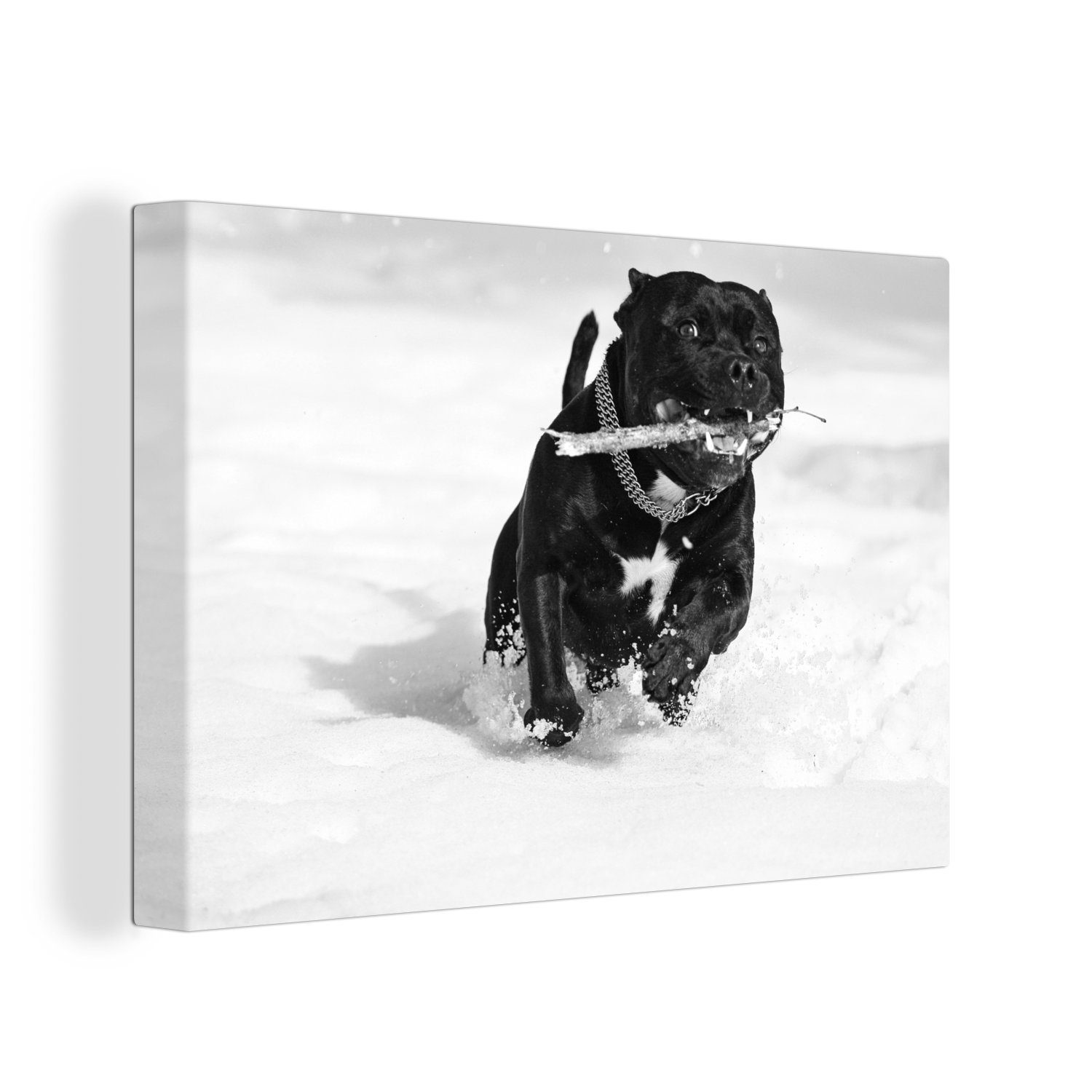 OneMillionCanvasses® Leinwandbild Staffordshire Bull Terrier beim Spaziergang im Schnee, (1 St), Wandbild Leinwandbilder, Aufhängefertig, Wanddeko, 30x20 cm
