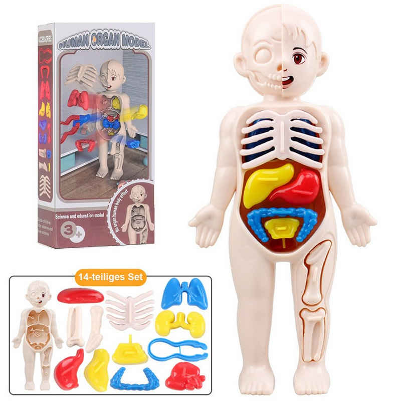 Kind Ja Lernspielzeug Modell der menschlichen Anatomie, Lernspielzeug für Kinder, Steckspielzeug, abnehmbarem Körper für Kinder