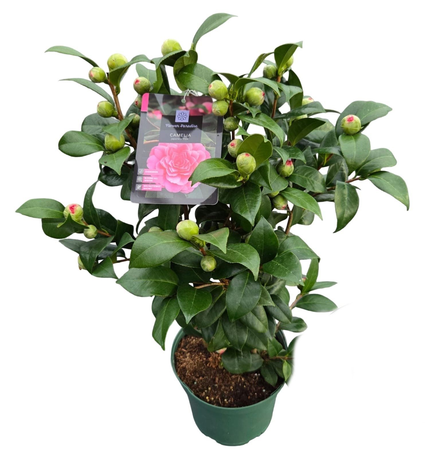 meinvipshop Topfpflanze Camellia japonica Pink Kamelie Pflanze pink 40cm