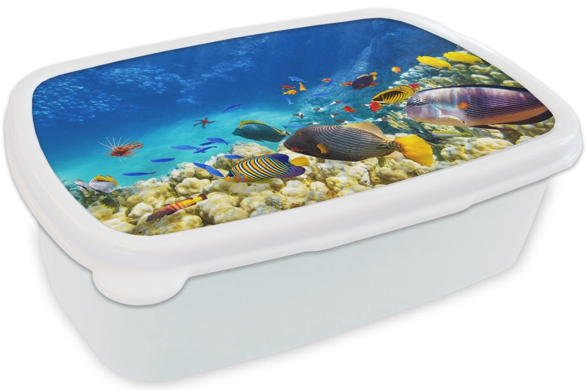 Meer Kunststoff, (2-tlg), - Jungs Erwachsene, Brotdose, für - und für Kinder weiß Lunchbox und Brotbox Fische Korallen MuchoWow Unterwasserwelt, - Mädchen