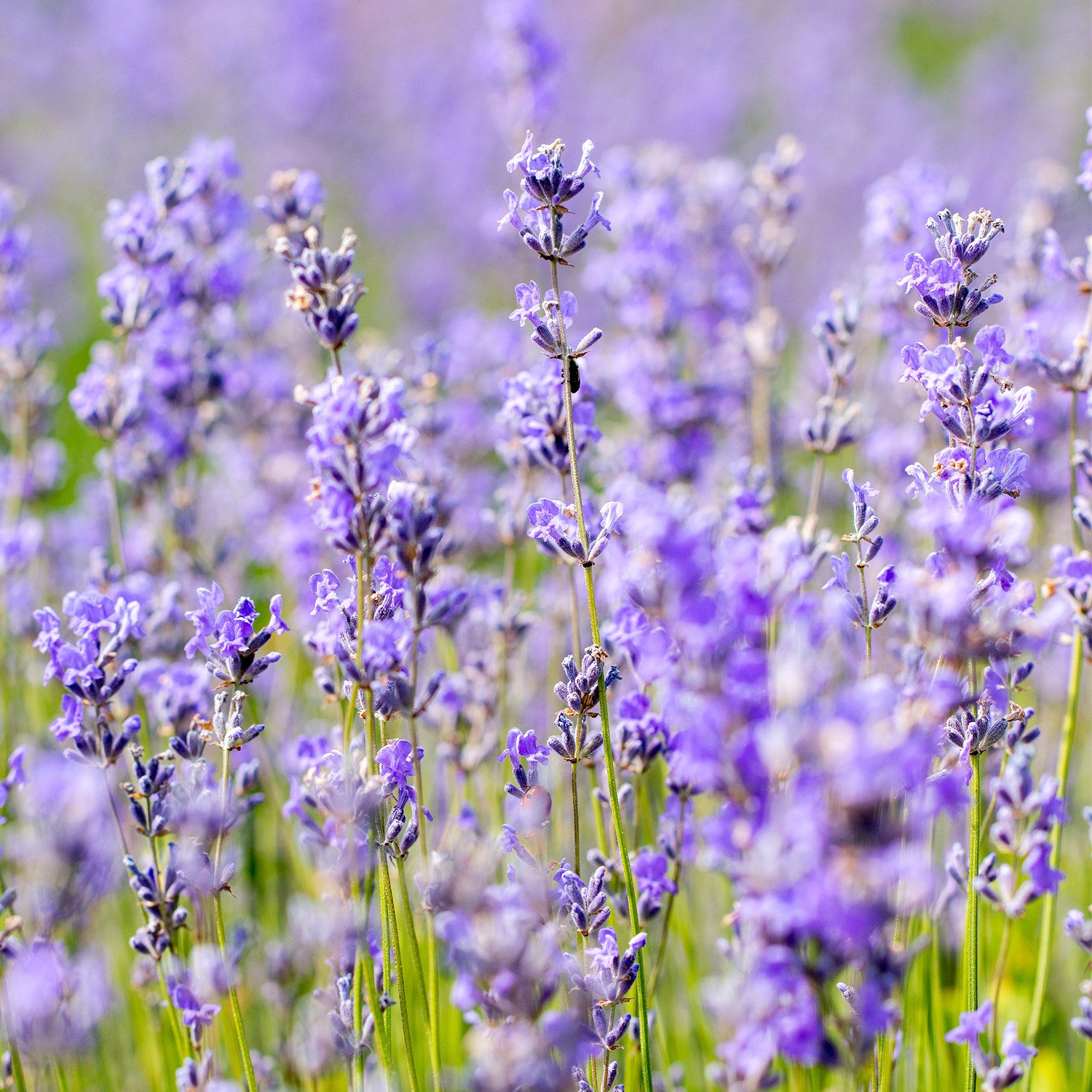 WELEDA Körperöl ENTSPANNENDES PFLEGE-ÖL LAVENDEL, mit Lavendelöl, ideal für eine ausgleichende Massage