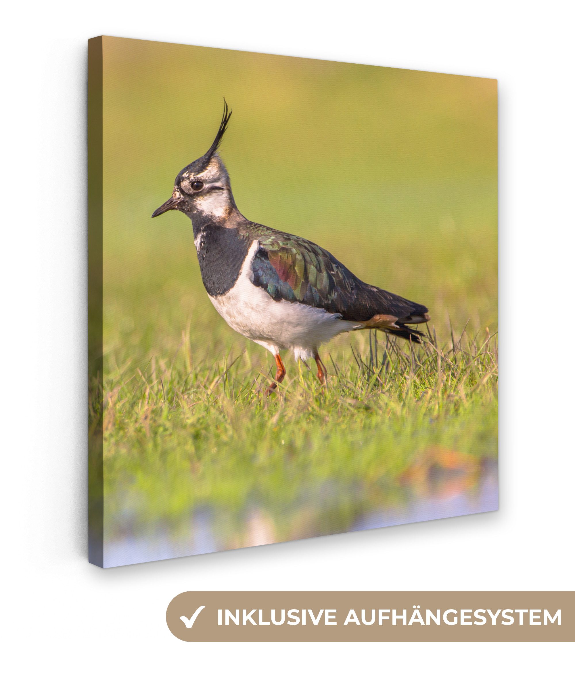 OneMillionCanvasses® Leinwandbild Vogel - Gras - günstig online kaufen