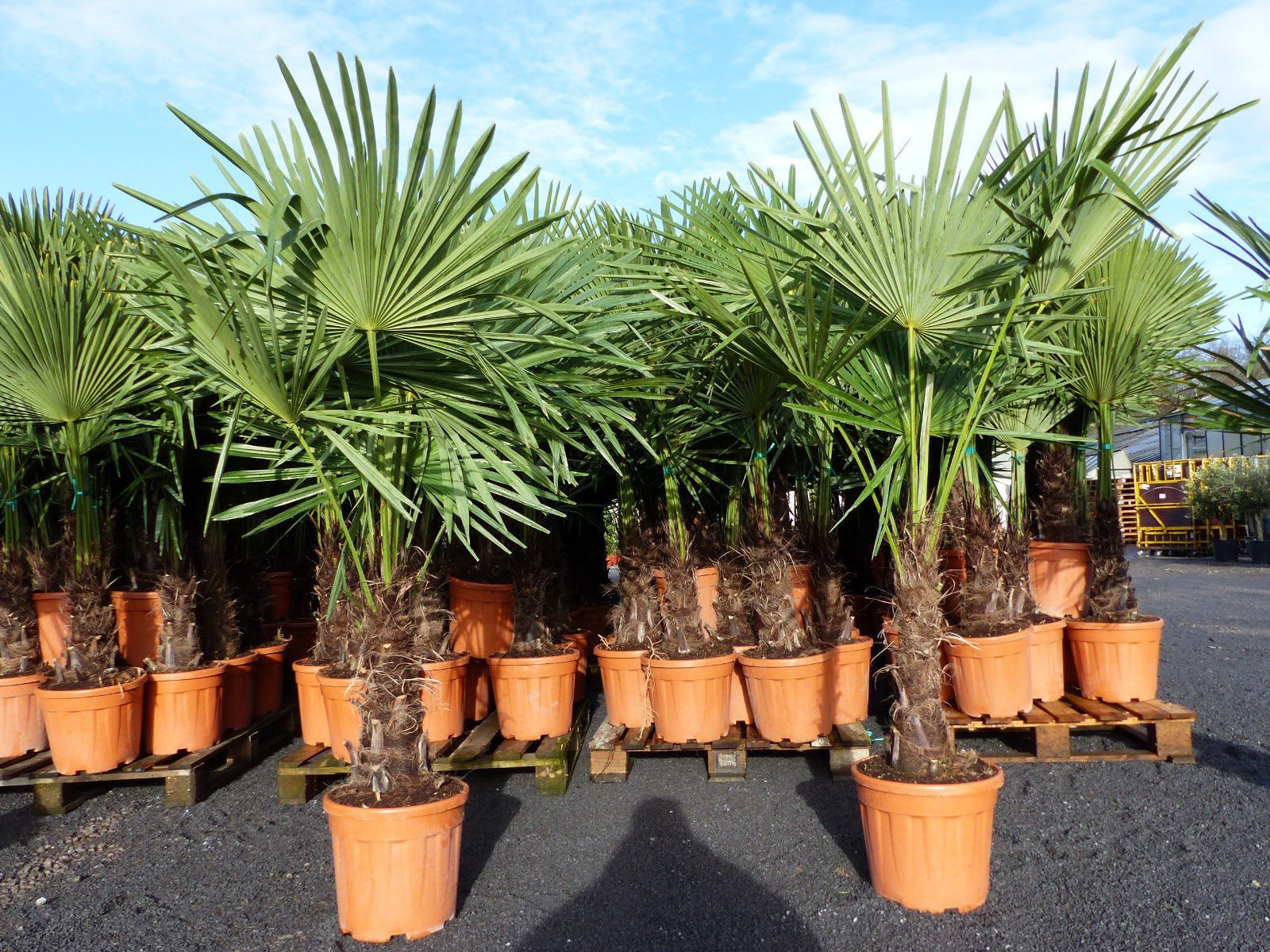 gruenwaren jakubik Baum XXL Palme winterhart 140 - 160 cm Trachycarpus fortunei, Hanfpalme