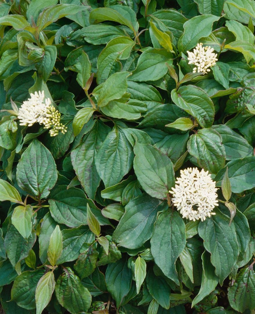 Pflanzen für Dich Gehölze Cornus sericea Flaviramea, 1 St., Gelbholz-Hartriegel, Gelber Hartriegel, Gelbzweigiger Hartriegel