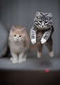 Oneid Tier-Intelligenzspielzeug »LED Pointer für Katzen/Spielzeug Haustier Katze/interaktives Spielzeug/wiederaufladbar über USB, interaktives Fangspiel«, Bild 7