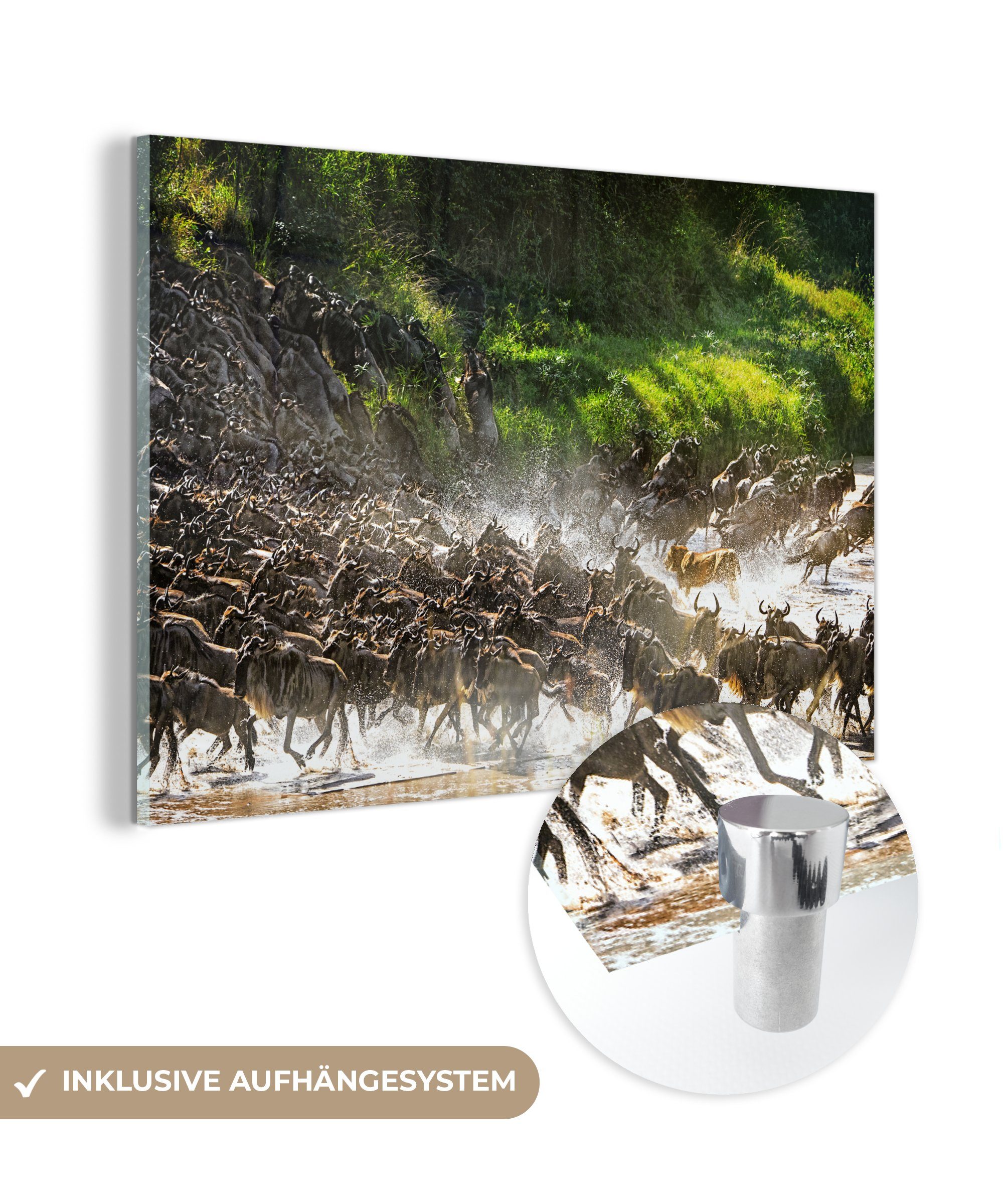 MuchoWow Acrylglasbild Löwe jagt Wildtiere im Serengeti-Nationalpark, (1 St), Acrylglasbilder Wohnzimmer & Schlafzimmer