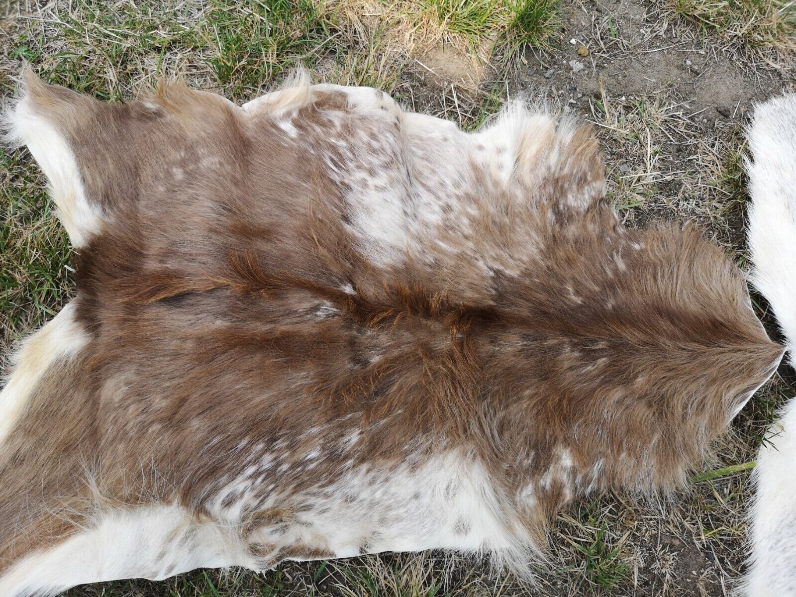 Provellus Fellteppich Echte Ziegenfelle Stark Beschädigt Leder Weich Unikat Große Auswahl, 30-50 cm