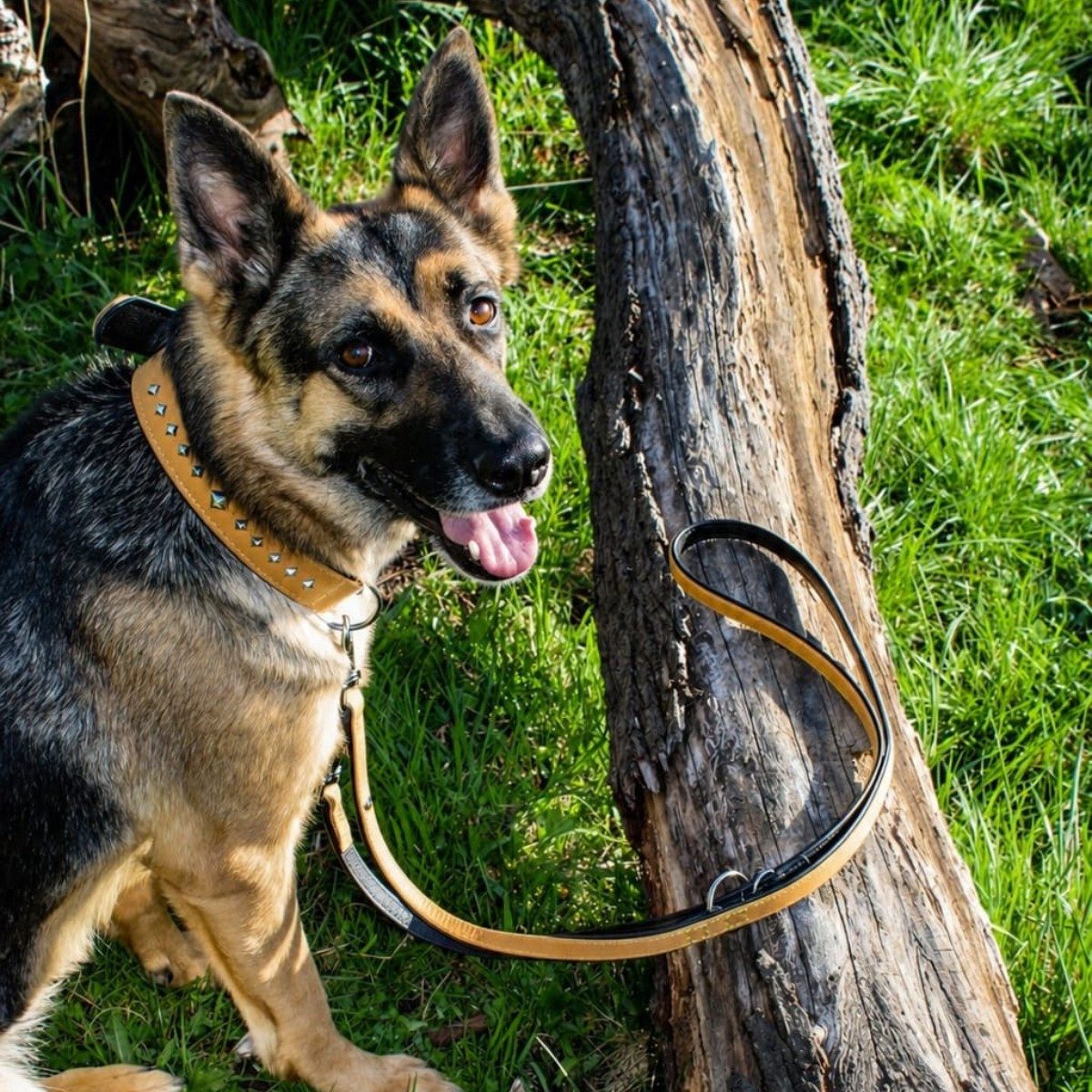 Das Lederband Hunde-Halsband Hundehalsband Roma sand/schwarz