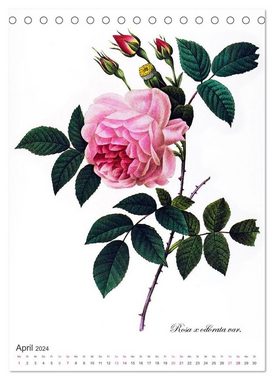 CALVENDO Wandkalender Rosen-Jahr (Tischkalender 2024 DIN A5 hoch), CALVENDO Monatskalender