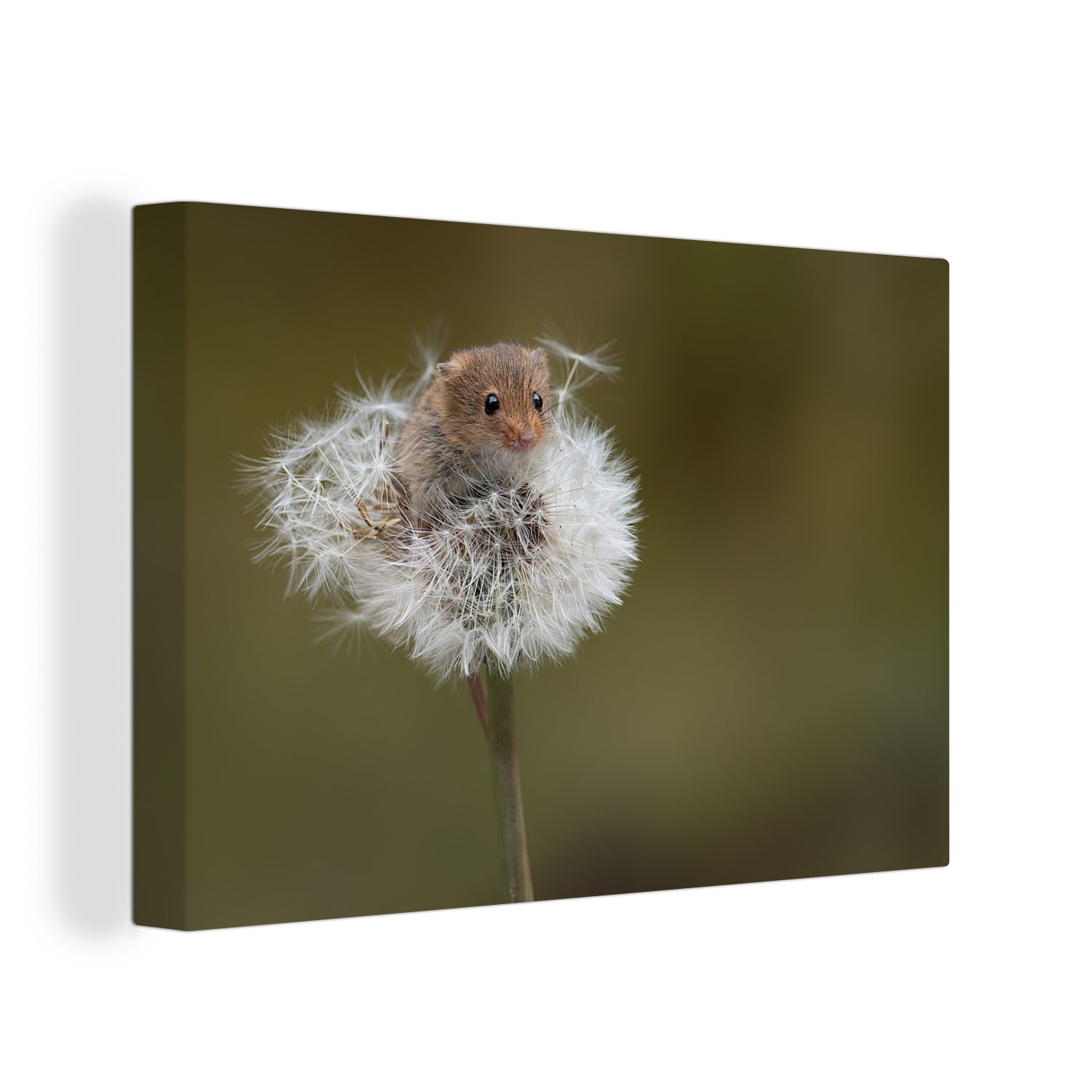OneMillionCanvasses® Leinwandbild Neugierige Maus auf einem Löwenzahn, (1 St), Wandbild Leinwandbilder, Aufhängefertig, Wanddeko, 30x20 cm