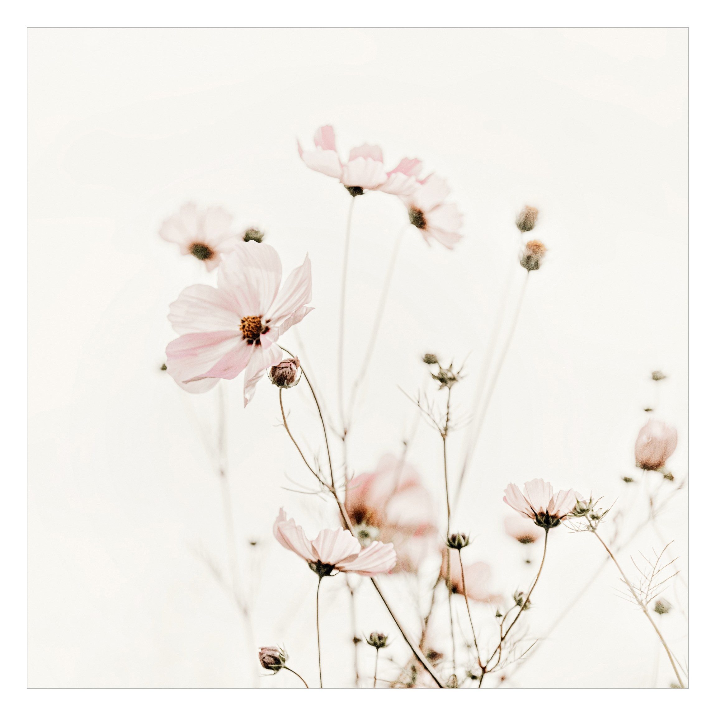 Bilderdepot24 Fototapete Blumen Cosmea zarten Cremetönen günstig online kaufen