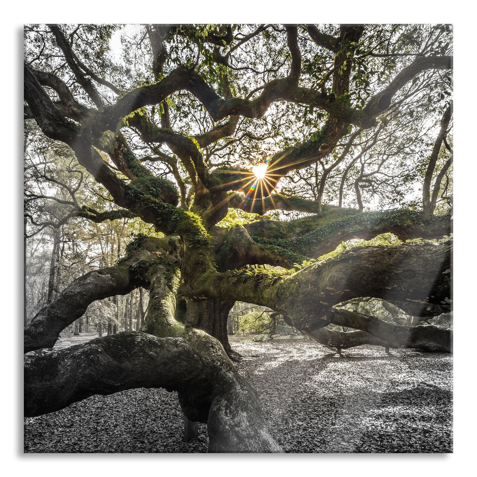 Glasbild gigantisch verzweigter Baum