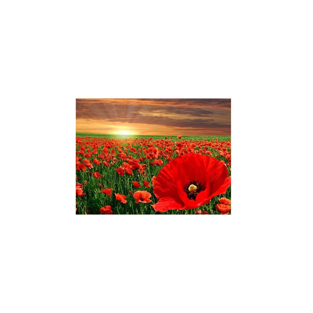 Pracht Kreativset PRACHT Diamond Painting Mohnblumen 40x30cm