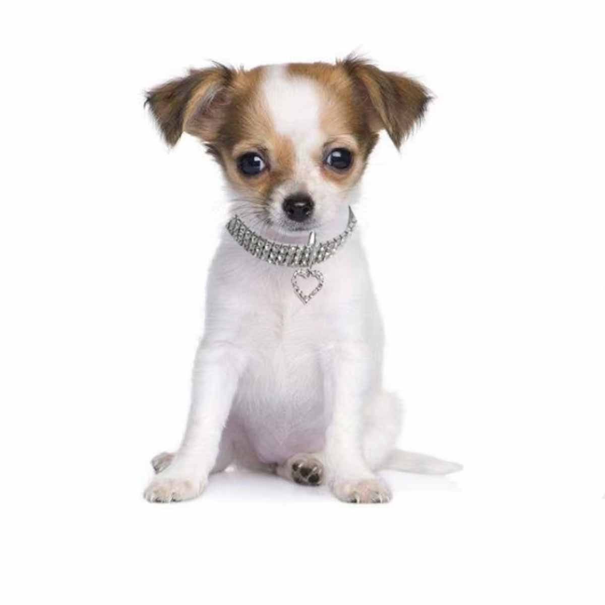 Monkimau Hunde-Halsband Hundehalsband Katzenhalsband Herz Anhänger rot - S