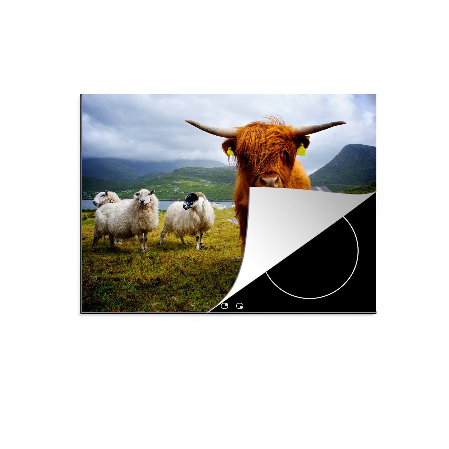 MuchoWow Herdblende-/Abdeckplatte Schottischer Highlander - Leicht - Schaf, Vinyl, (1 tlg), 71x52 cm, Induktionskochfeld Schutz für die küche, Ceranfeldabdeckung