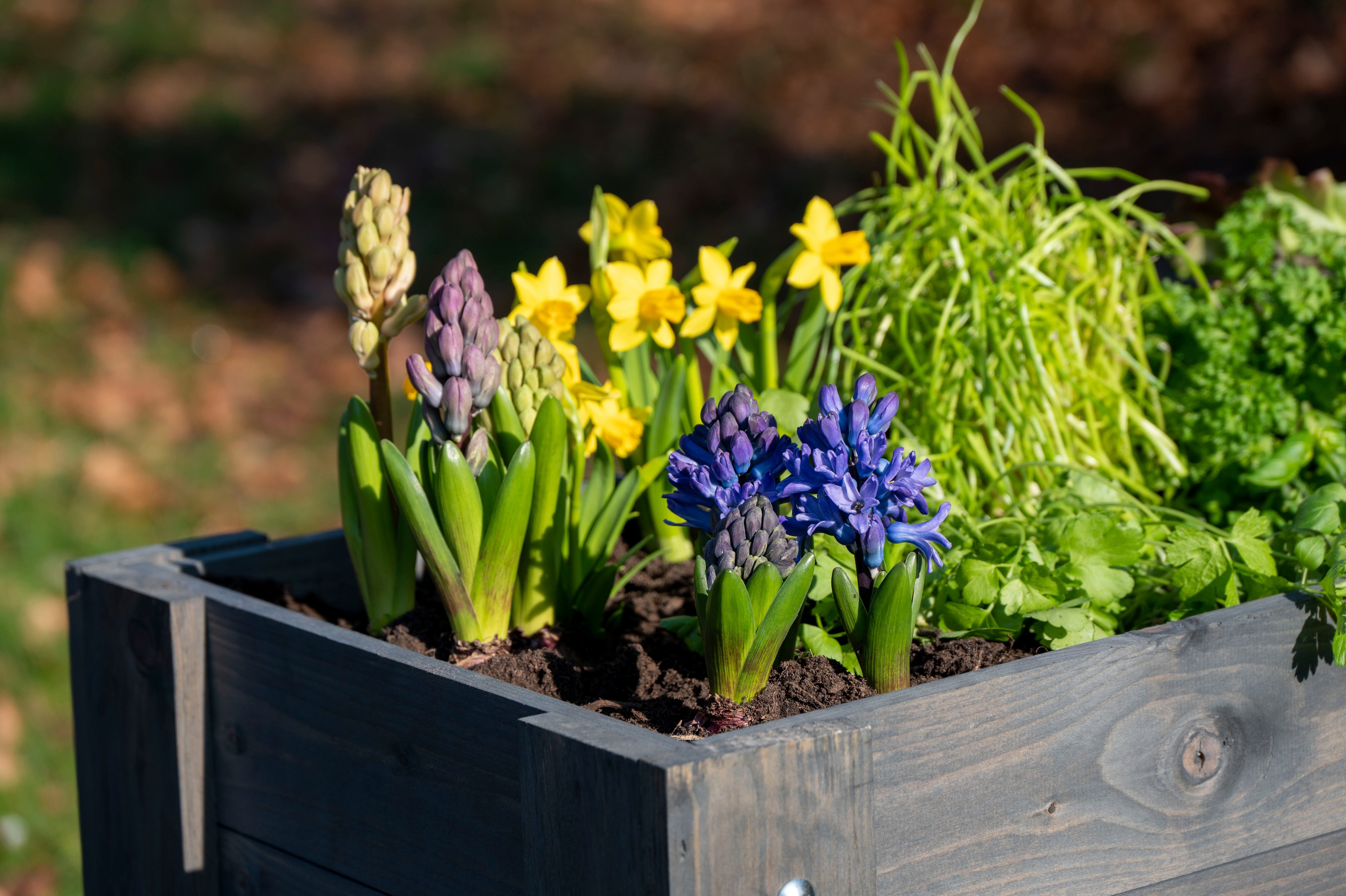dobar Hochbeet Urban, FSC®-zertifiziertes Kiefernholz, wetterfest lasiert, inkl. Pflanzfolie