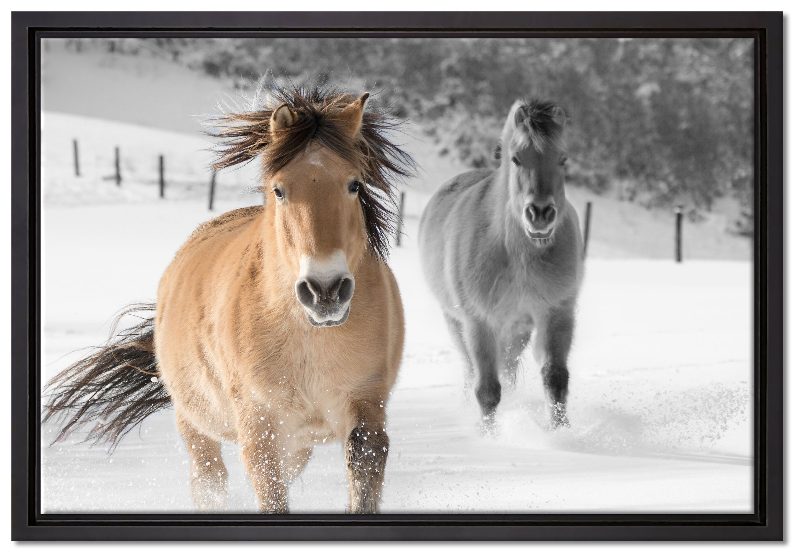 inkl. schöne Wanddekoration Ponys Leinwandbild im bespannt, Pixxprint Schattenfugen-Bilderrahmen fertig Schnee, Zackenaufhänger zwei in einem St), gefasst, (1 Leinwandbild