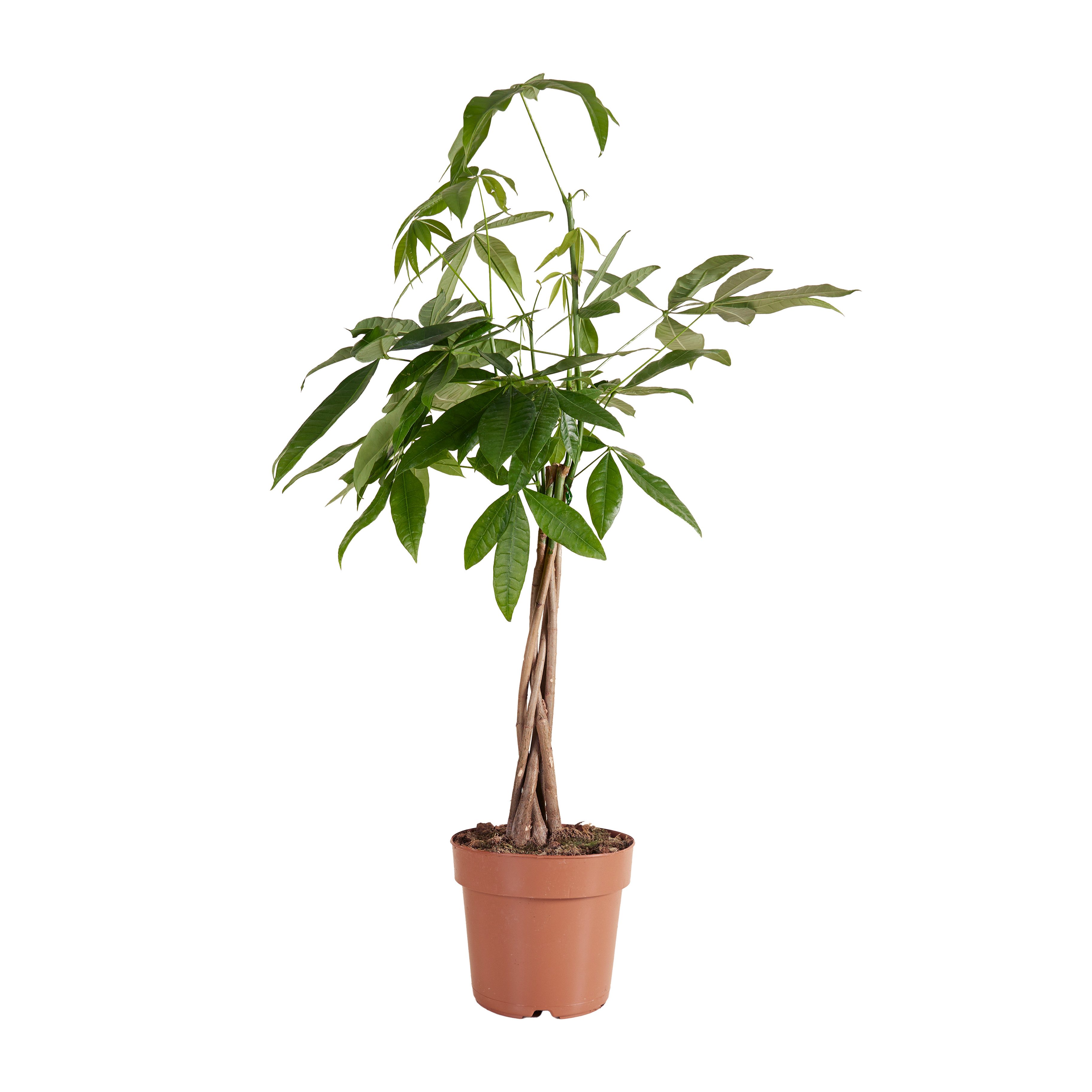 Bloomique Zimmerpflanze Bloomique - Pachira Aquatica - Geldbaum - Wasserkakao - Zimmerpflanzen, 1 St.