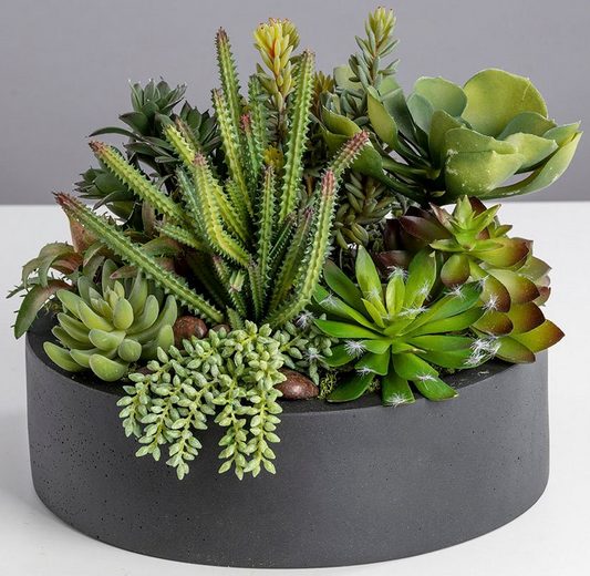 Kunstpflanze »Sukkulenten Schale«, Blütenwerk, Höhe 23 cm online kaufen