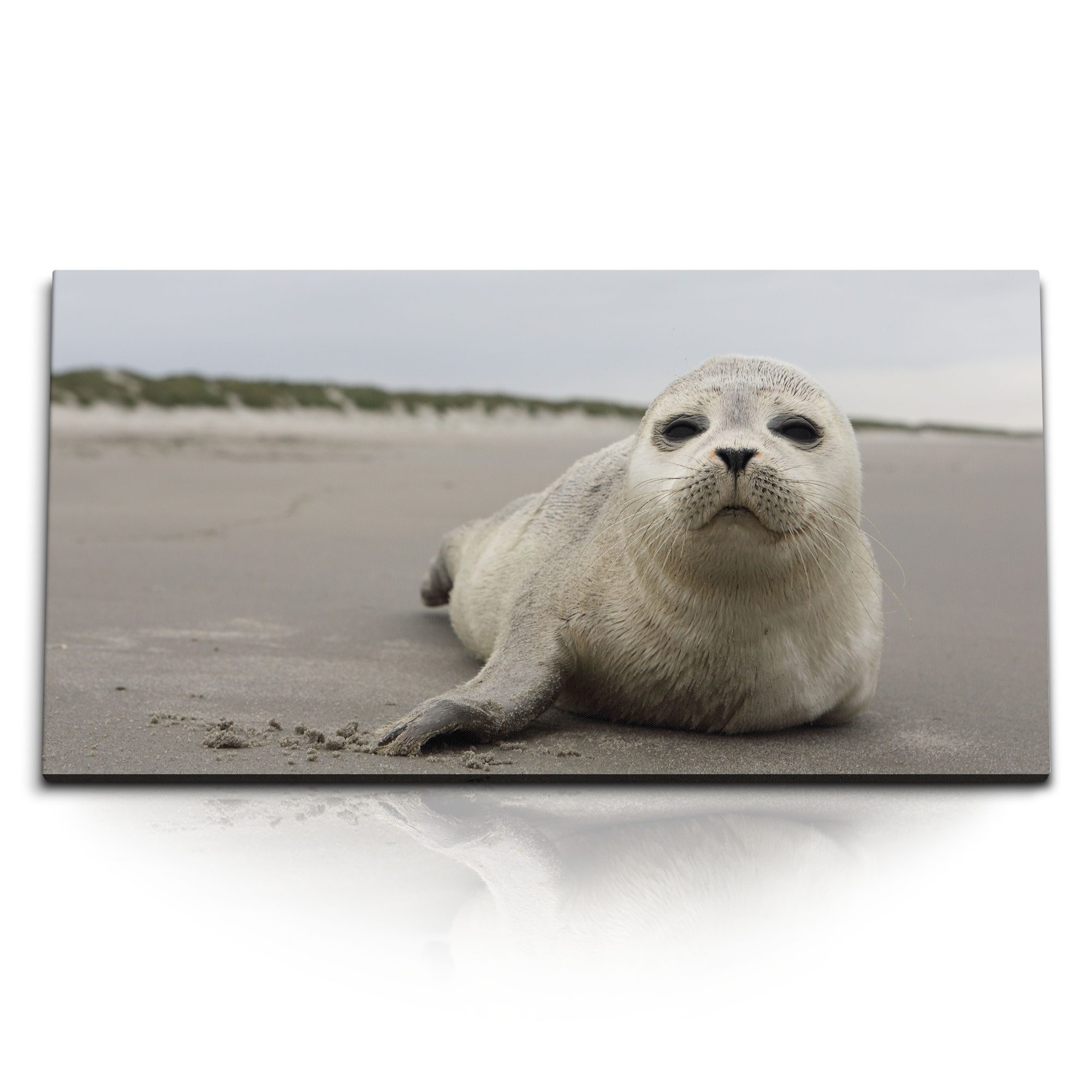 Leinwandbild Kunstdruck Bilder 120x60cm Robbe am Strand Seerobbe Tierfotografie