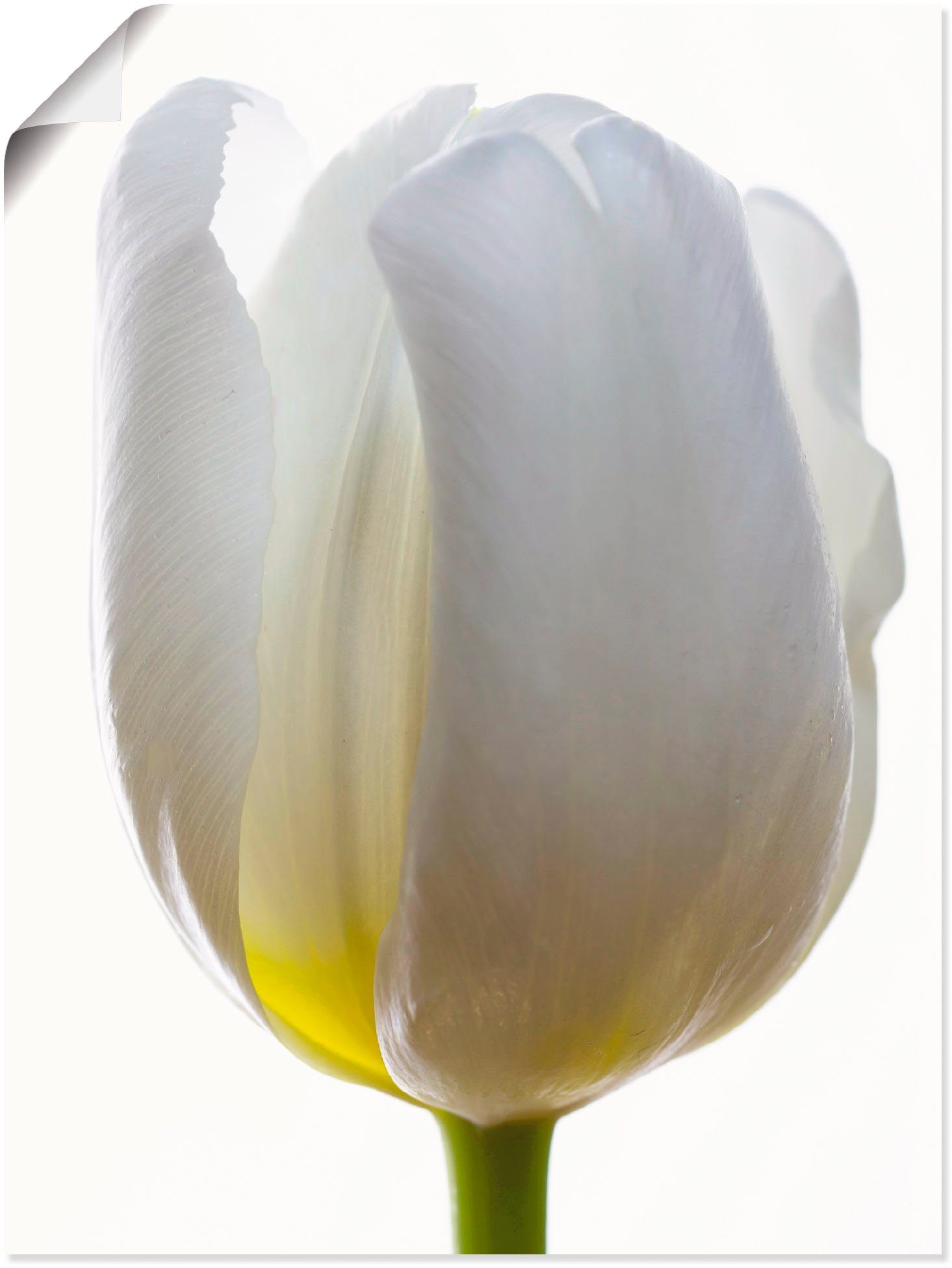 Poster Leinwandbild, Tulpe, Alubild, (1 versch. Wandbild Artland als Blumen in Weiße St), Größen Wandaufkleber oder