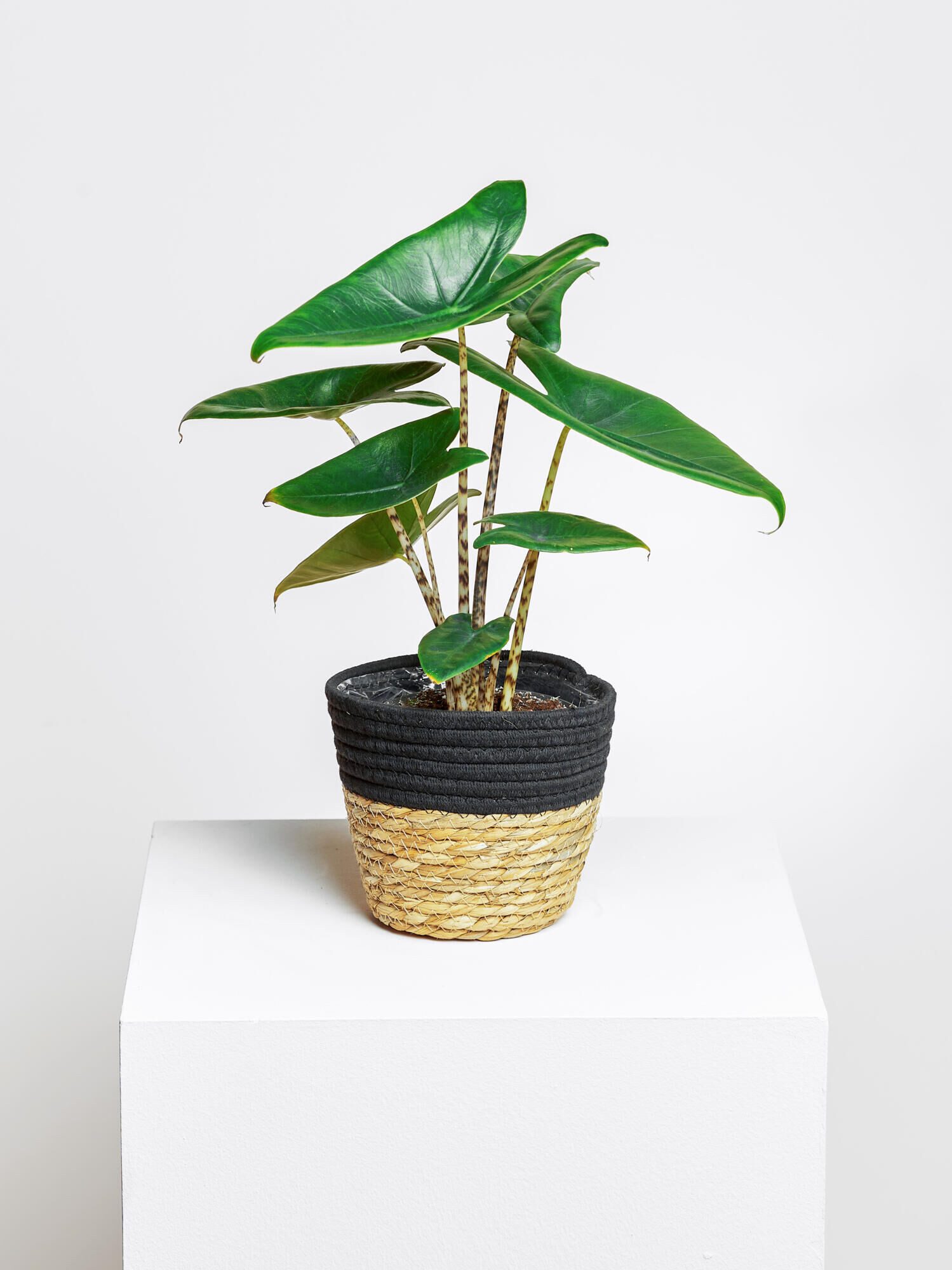 Fleurop Zimmerpflanze Alocasia