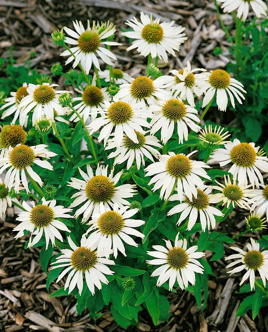 Pflanzen für Dich Staude Echinacea purp. Kim's Mophead, 1 St., Purpur-Sonnenhut
