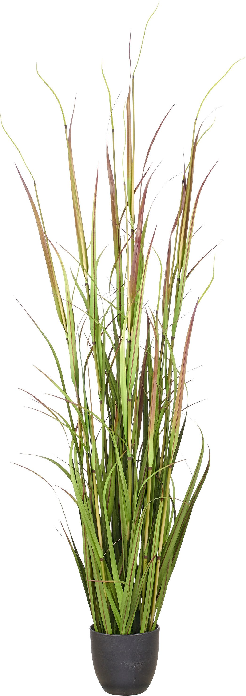 Kunstgras Grasbusch Cortaderia jubata, Creativ green, Höhe 150 cm, in toller Größe