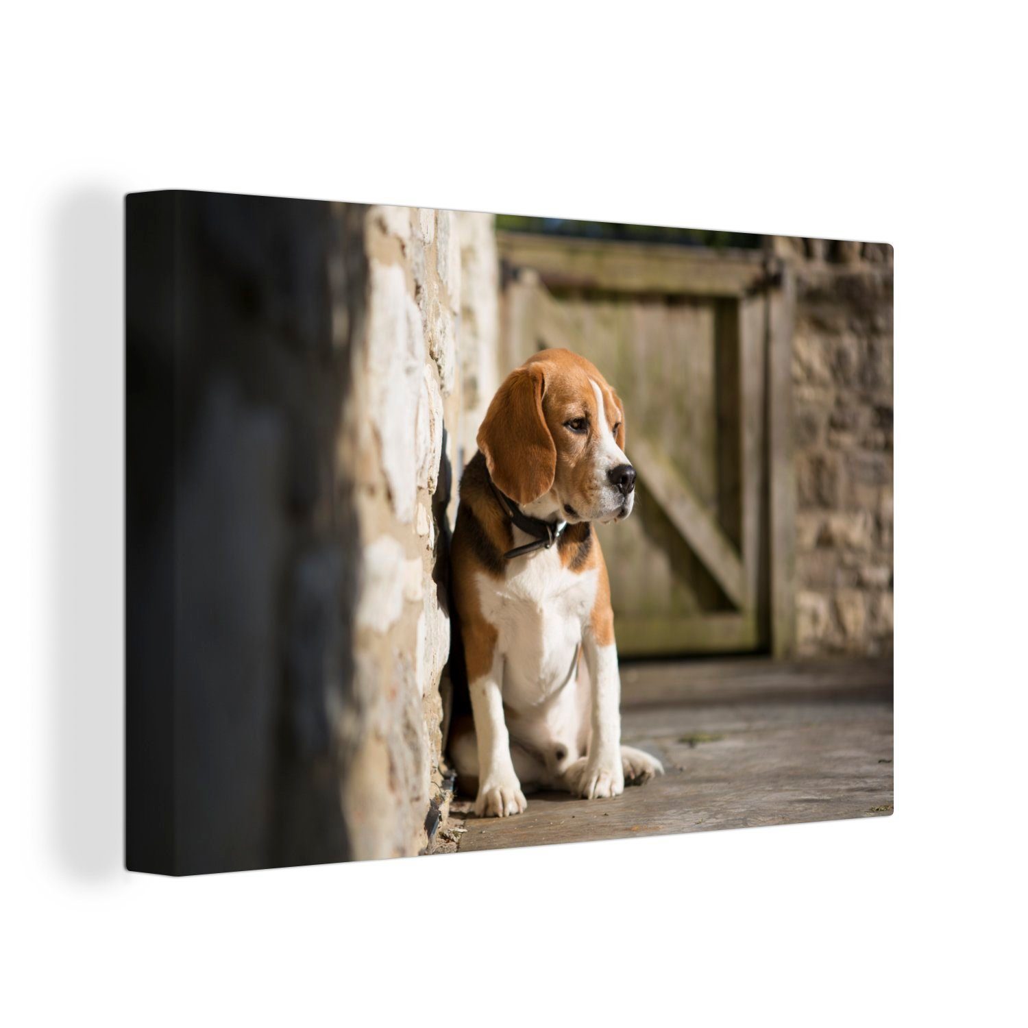 OneMillionCanvasses® Leinwandbild Beagle gegen eine Backsteinmauer, (1 St), Wandbild Leinwandbilder, Aufhängefertig, Wanddeko, 30x20 cm
