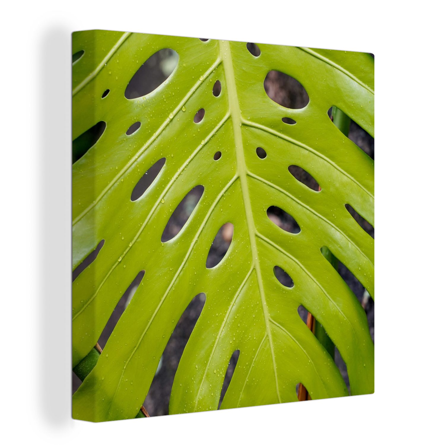 OneMillionCanvasses® Leinwandbild Großes botanisches Blatt der Lochpflanze, (1 St), Leinwand Bilder für Wohnzimmer Schlafzimmer