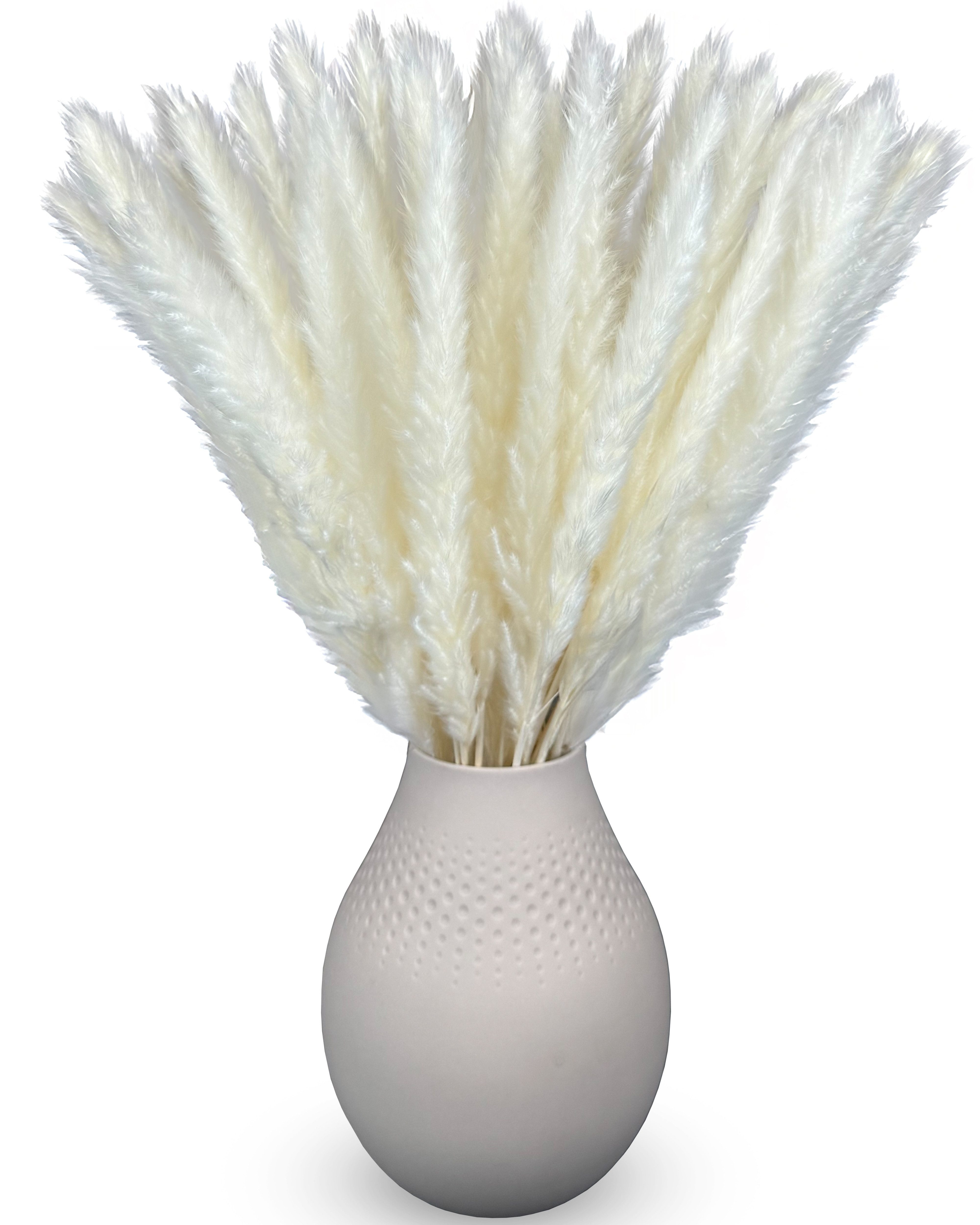 Trockenblume Trockenblume Pampasgras Deko weiß 50cm lang 15 St