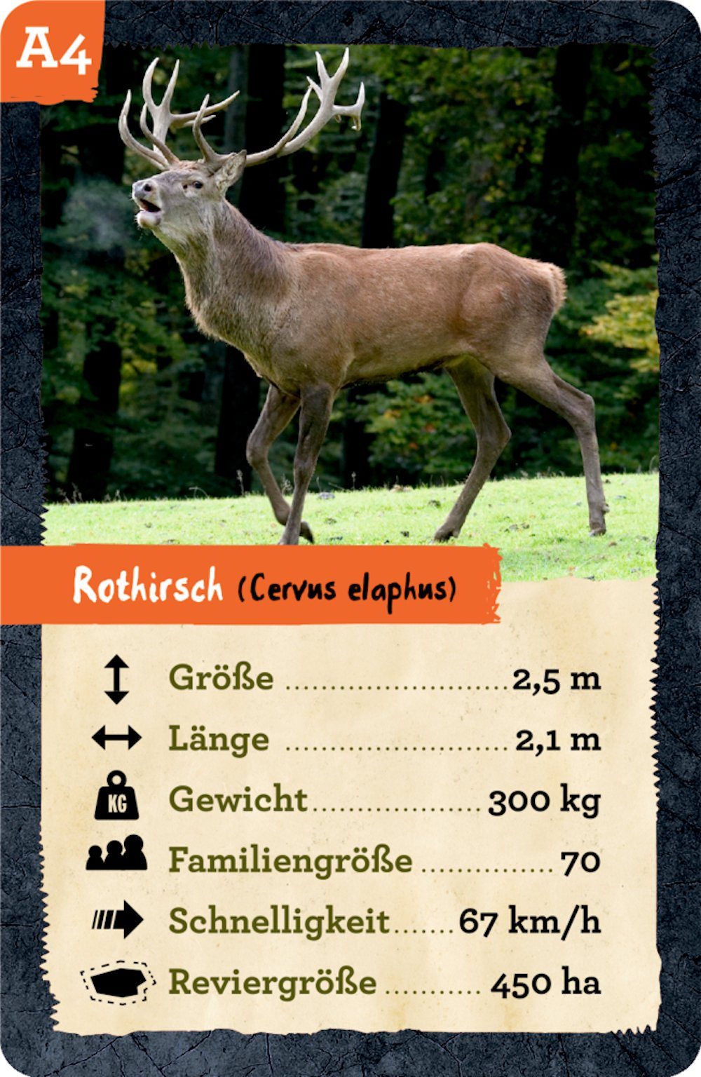 COPPENRATH DIE SPIEGELBURG Lernspielzeug Quartett Nature Zoom Heimische Tiere (Set, 1-St., 1), in einer robusten Stahlblech-Schachtel