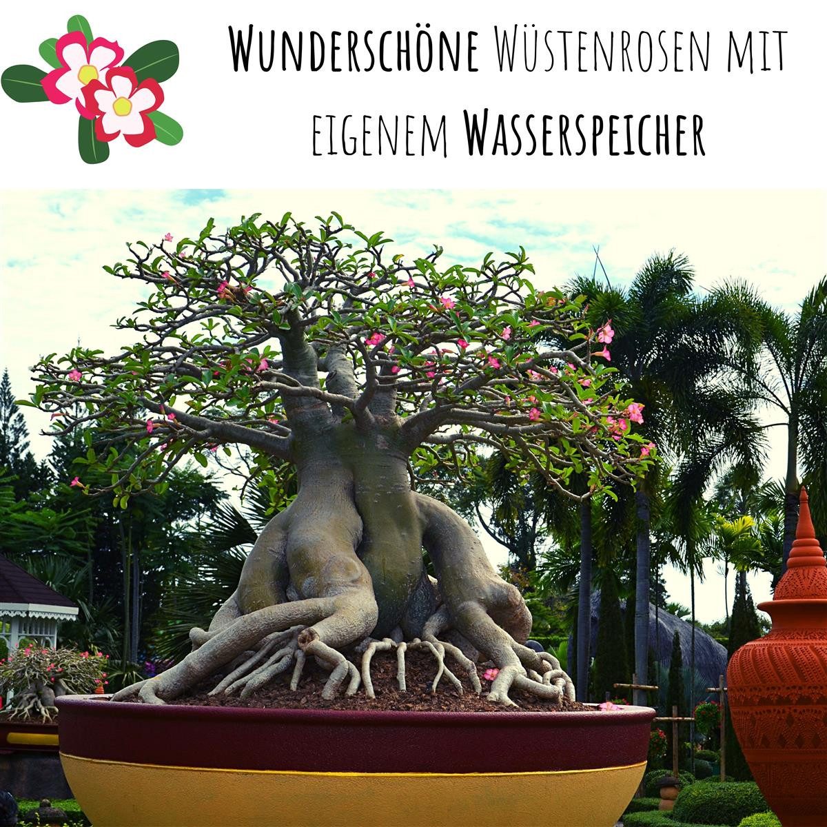 HappySeed Blumensamen Außergewöhnliche Bonsai Samen mit hoher Keimrate - Wüstenrose, Bonsaifähig – Bild 3 von 5