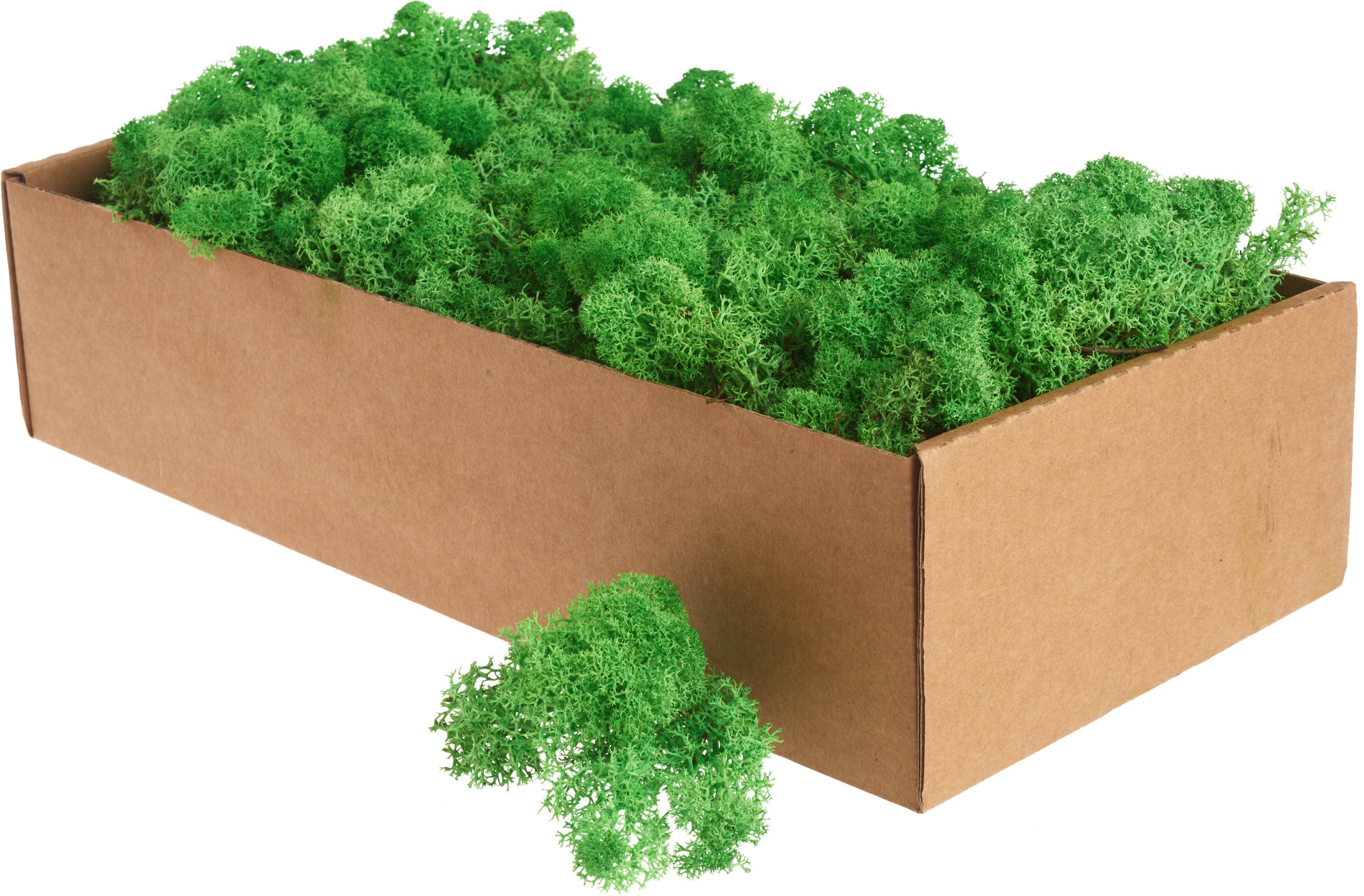 Othmar Decorations Bastelmoos XXL Islandmoos, 400 g