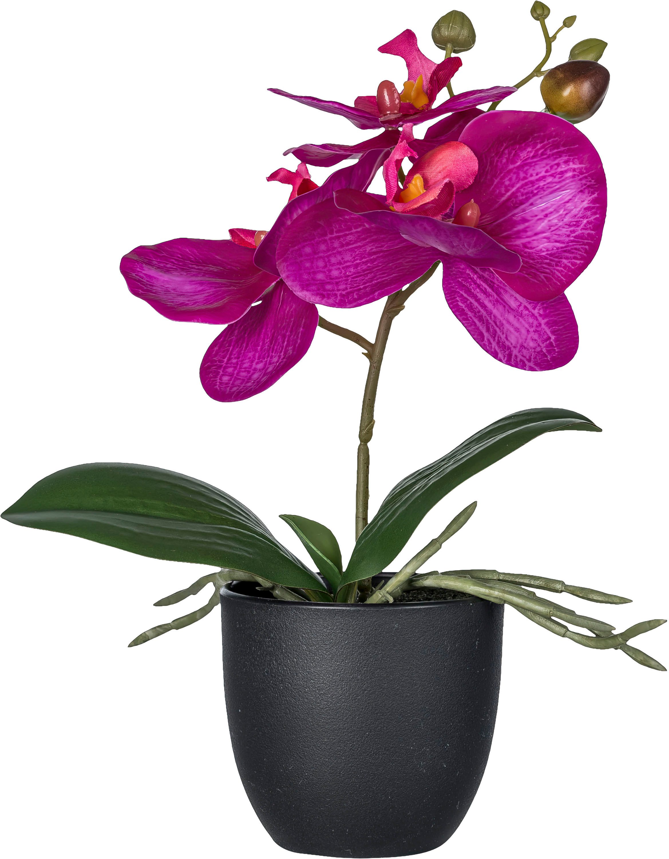 Kunstorchidee Orchidee Phalaenopsis, Creativ green, Höhe günstig online kaufen