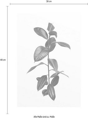 Komar Poster Ficus Branch, Pflanzen (1 St), Kinderzimmer, Schlafzimmer, Wohnzimmer