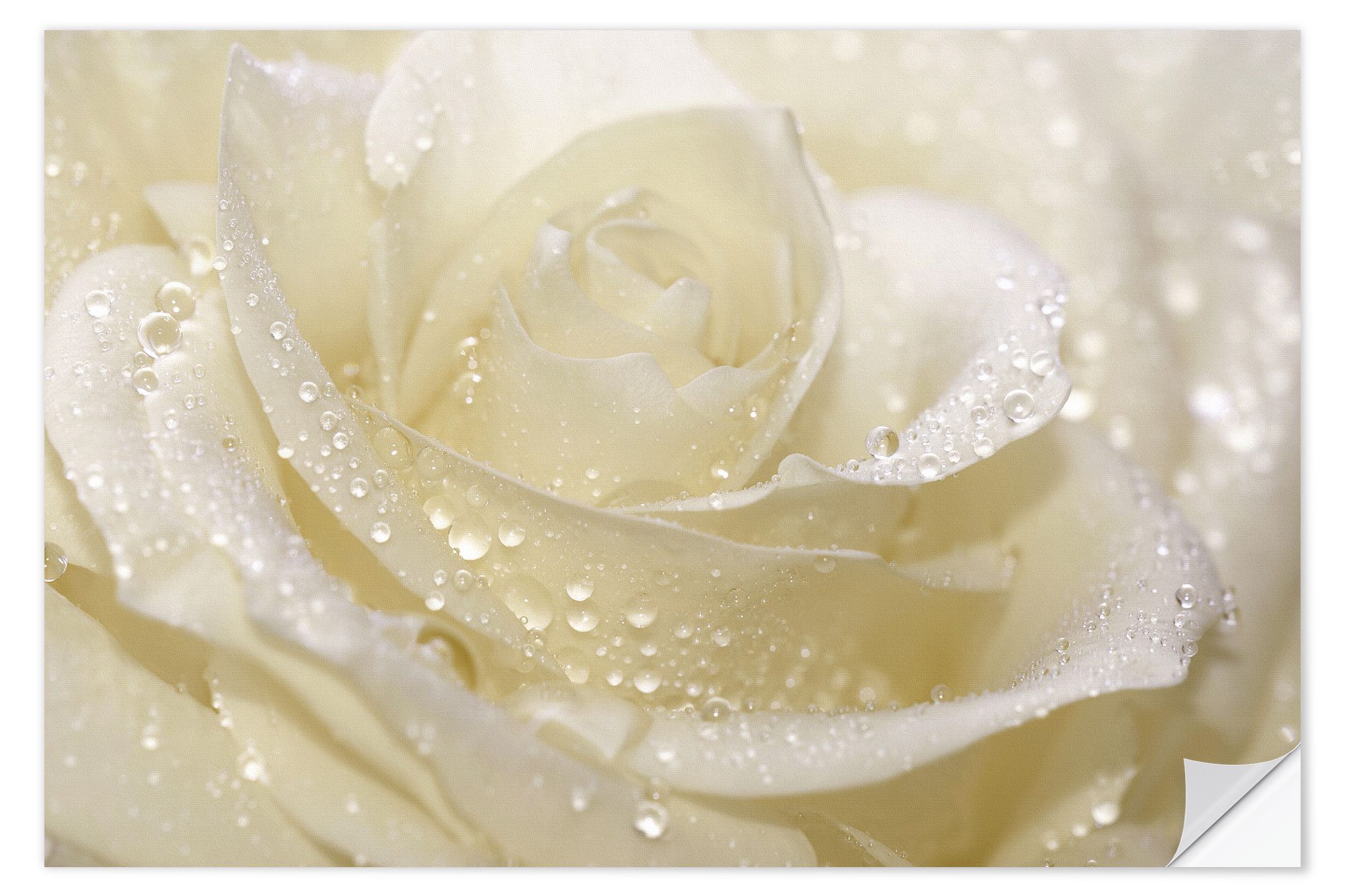 Posterlounge Wandfolie Atteloi, Weiße Rose mit Tropfen, Badezimmer Landhausstil Fotografie