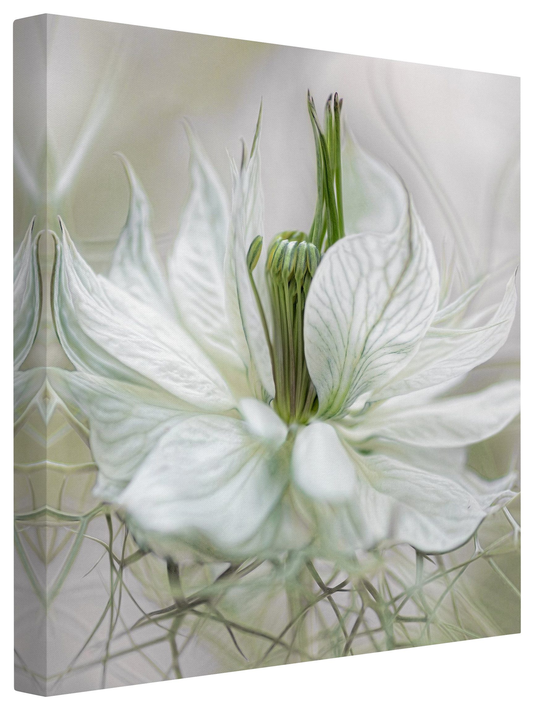 Bilderdepot24 Leinwandbild Blumen Modern floral Natur Weiße Nigella weiss Bild auf Leinwand XXL, Wohnzimmer Schlafzimmer Küche Flur Wandbild Kunstdruck Wanddeko Druck