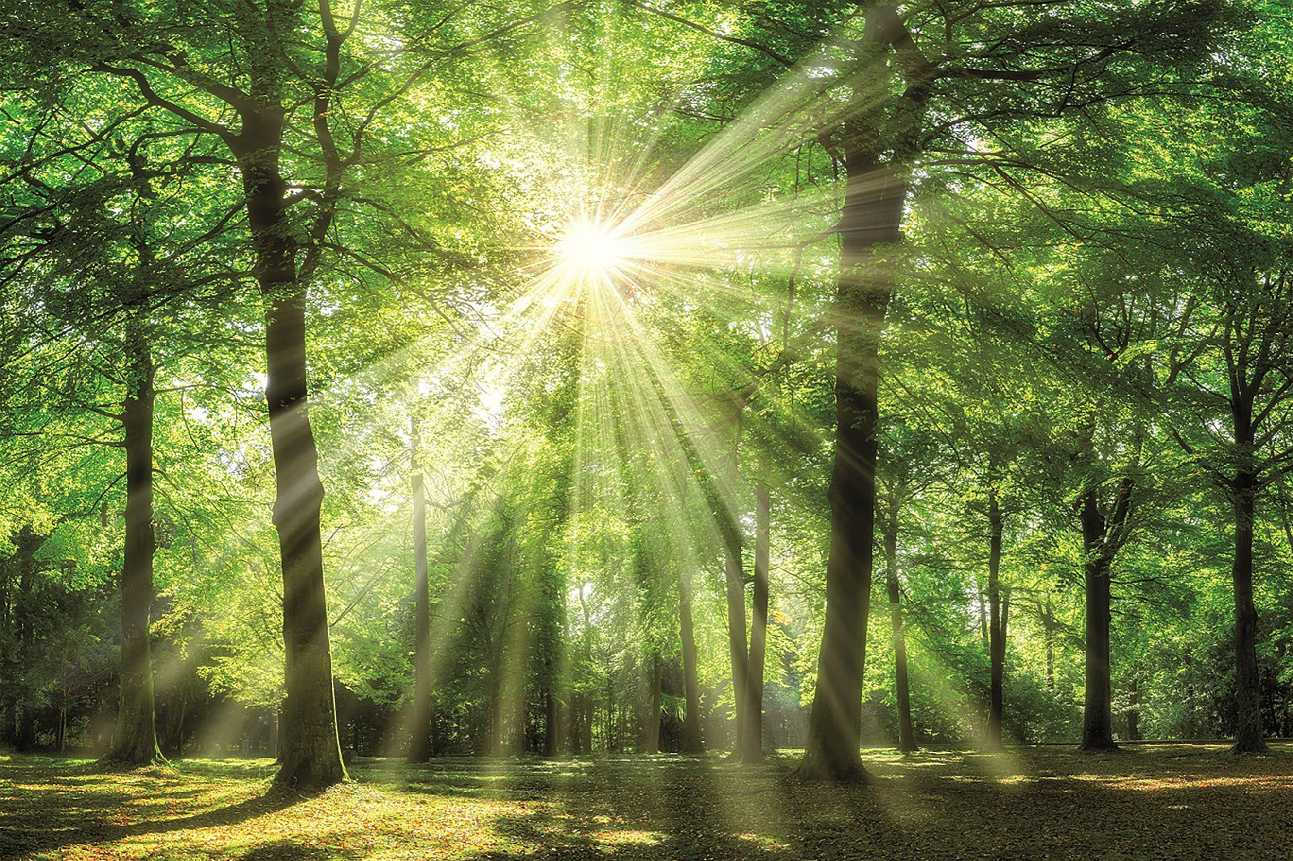 Bönninghoff Leinwandbild, Wald (1 St), BxH: günstig online kaufen