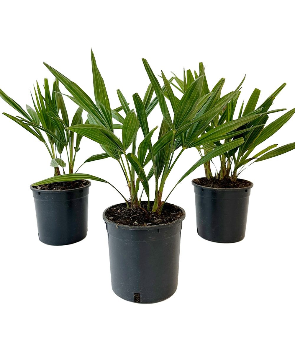 BALDUR Garten Zierstrauch Winterharte Kübel-Palme, 1 St., Trachycarpus, immergrün, winterhart, pflegeleicht