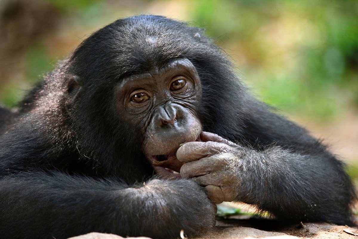 Papermoon Fototapete Bonobo-Porträt