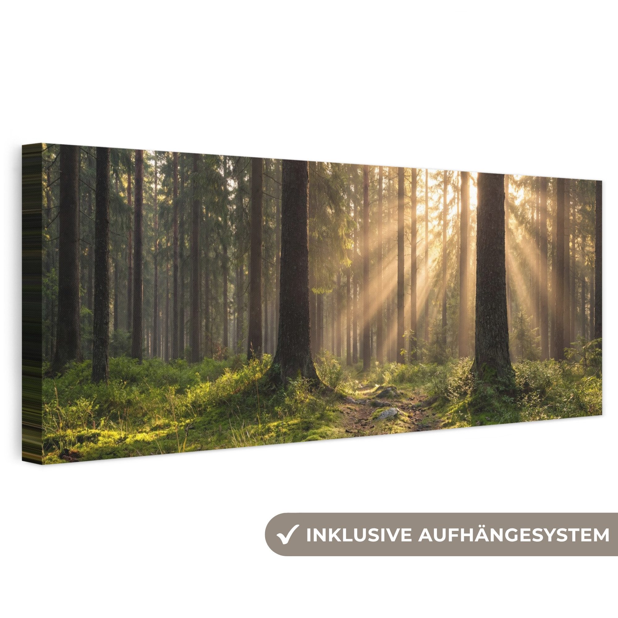 OneMillionCanvasses® Leinwandbild Panorama Wald - Sonnenlicht - Gras, Fotodruck (1 St), Wandbild, Deko Schlafzimmer Wohnzimmer Flur 60x20 cm