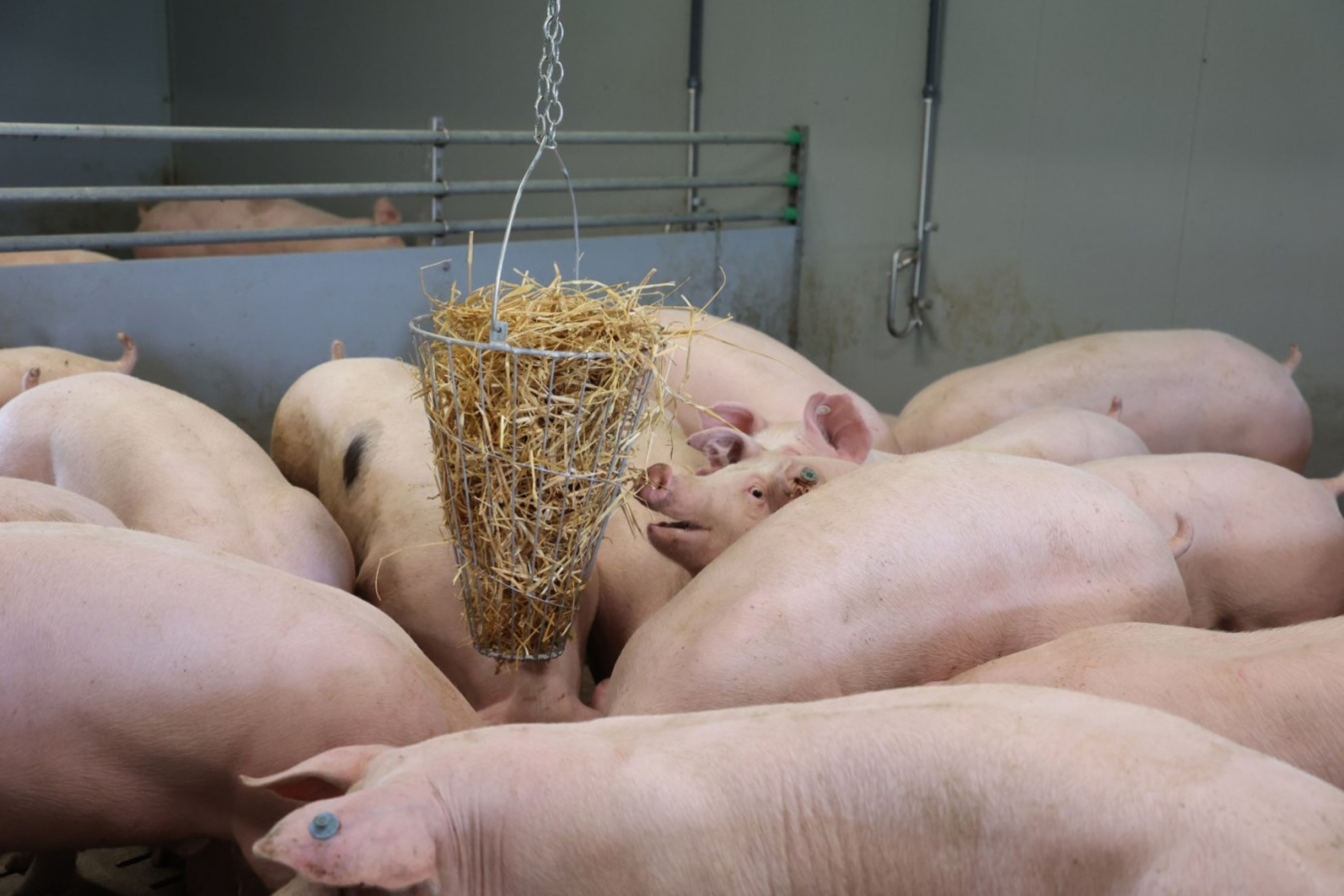 Kerbl Futterautomat Kerbl 70280 Futterkorb Grünfutterkorb Futtertrog Eisenkorb