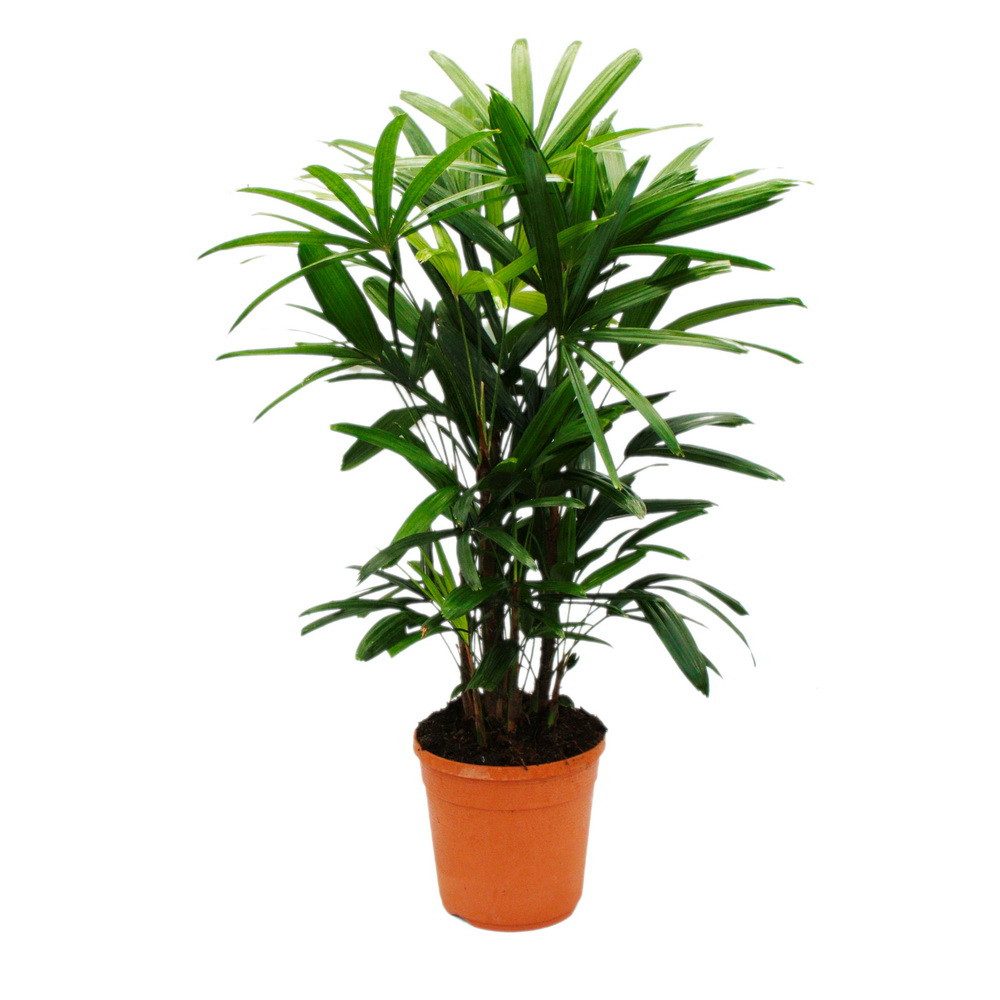 Exotenherz Zimmerpflanze Steckenpalme Rhapis excelsa Bambuspalme 21cm Topf günstig online kaufen