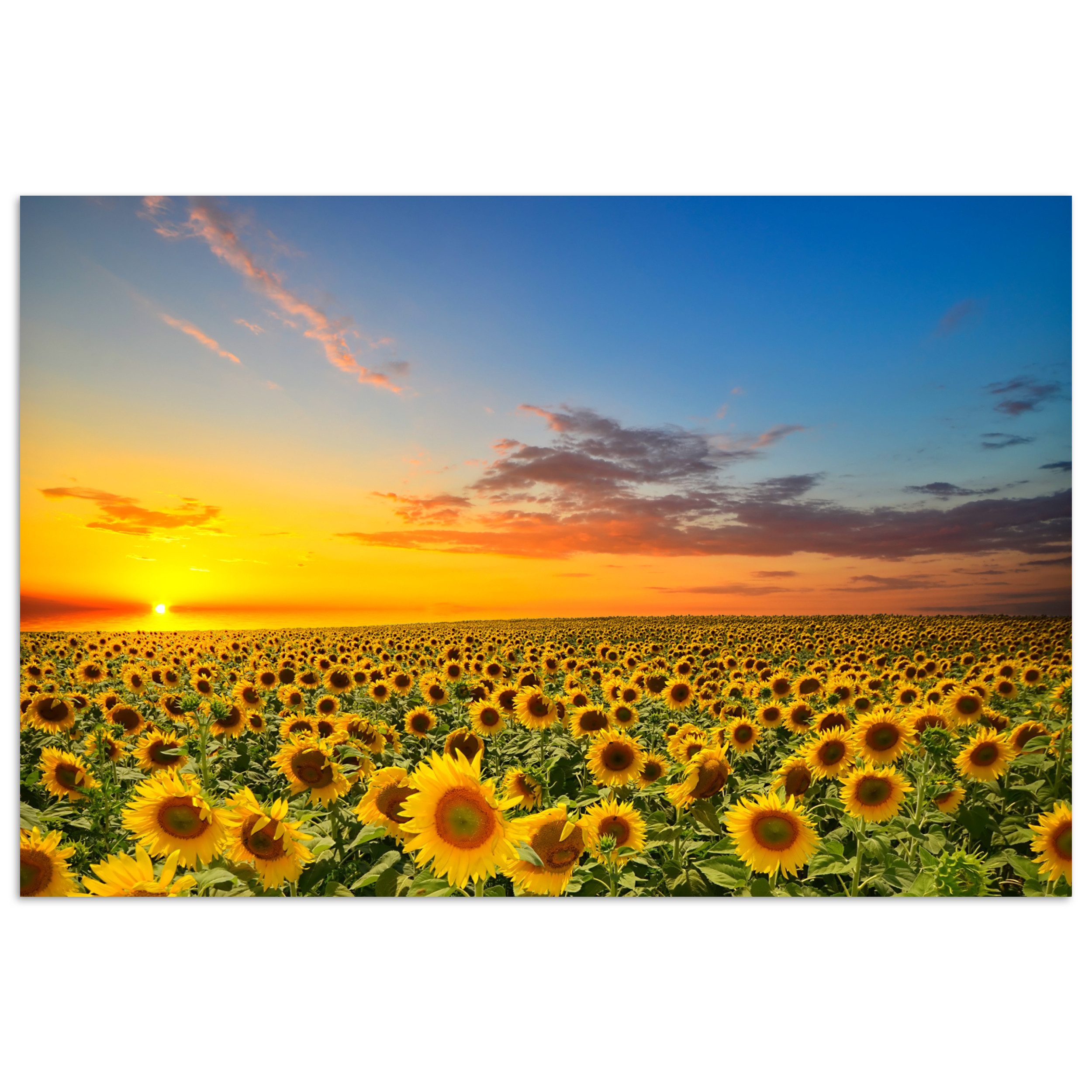 MuchoWow Poster Blumen - Sonnenblume - günstig online kaufen