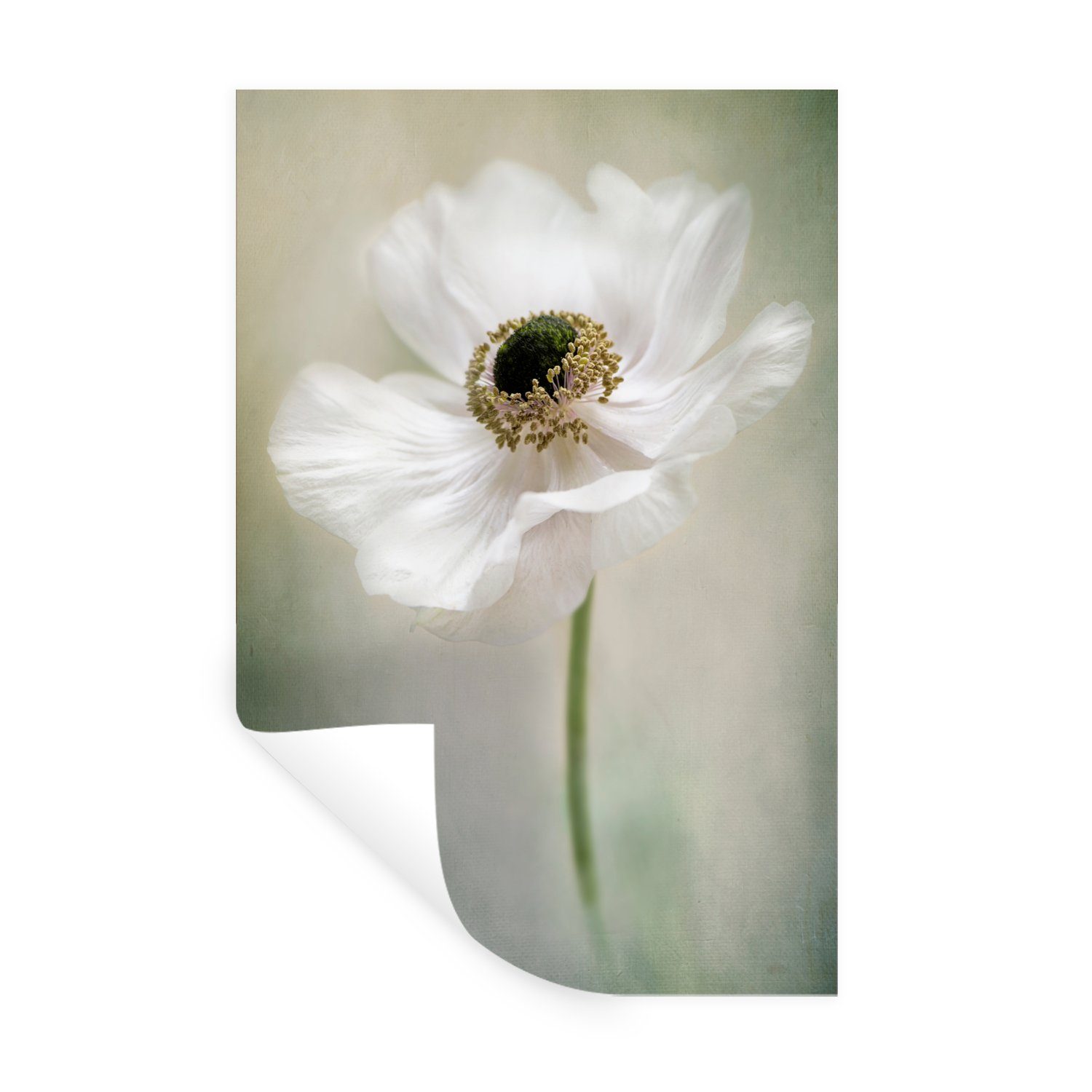MuchoWow Wandsticker Blumen - Natur - Anemone - Weiß (1 St), Wandaufkleber, Wandtattoo, Selbstklebend, Wohnzimmer, Schlafzimmer