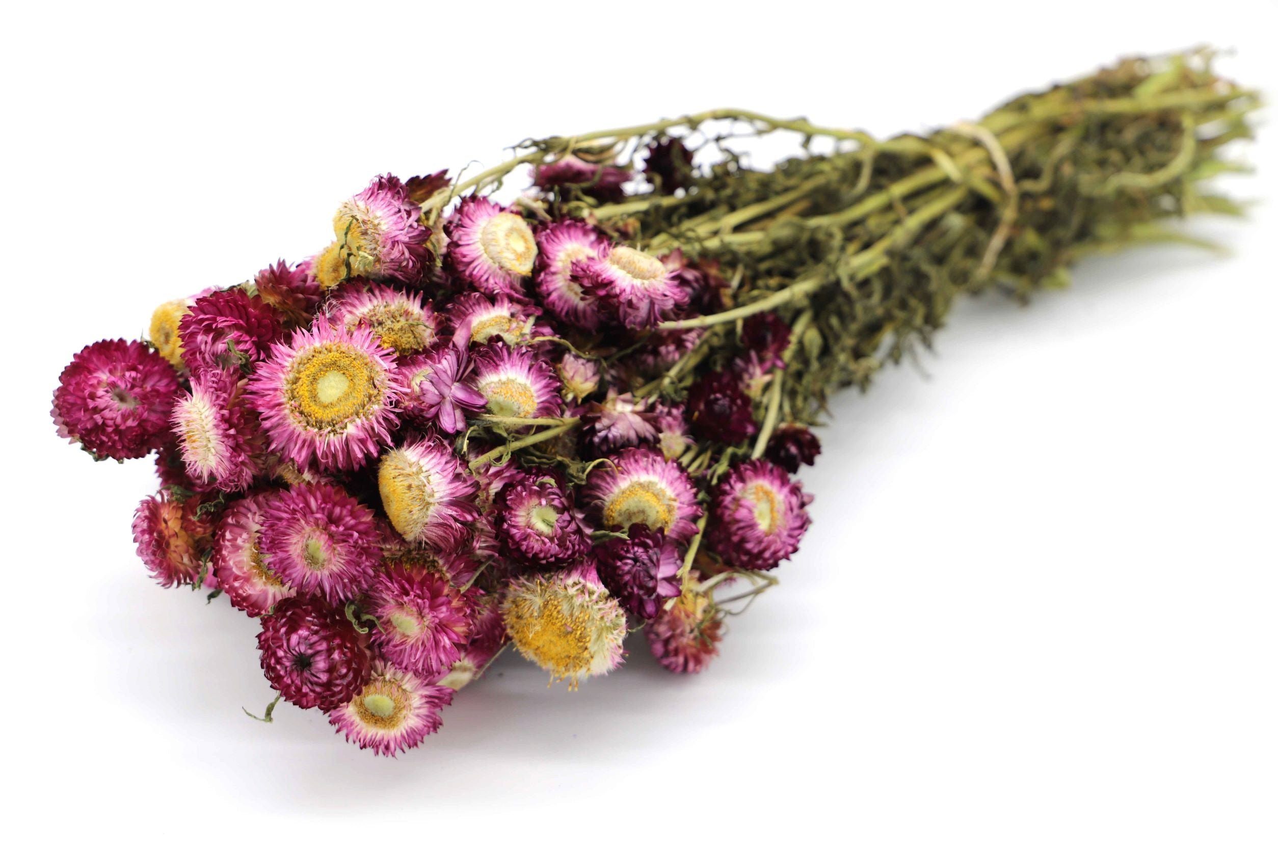 Trockenblume Helichrysum Blüten getrocknet - mit Stiel Kunstharz.Art Violett