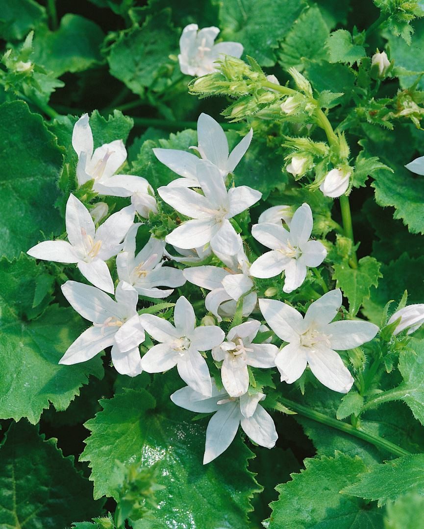 Pflanzen für Dich Staude Campanula posch. E.H.Frost, 1 St., Hängepolsterglockenblume, Polsterglockenblume